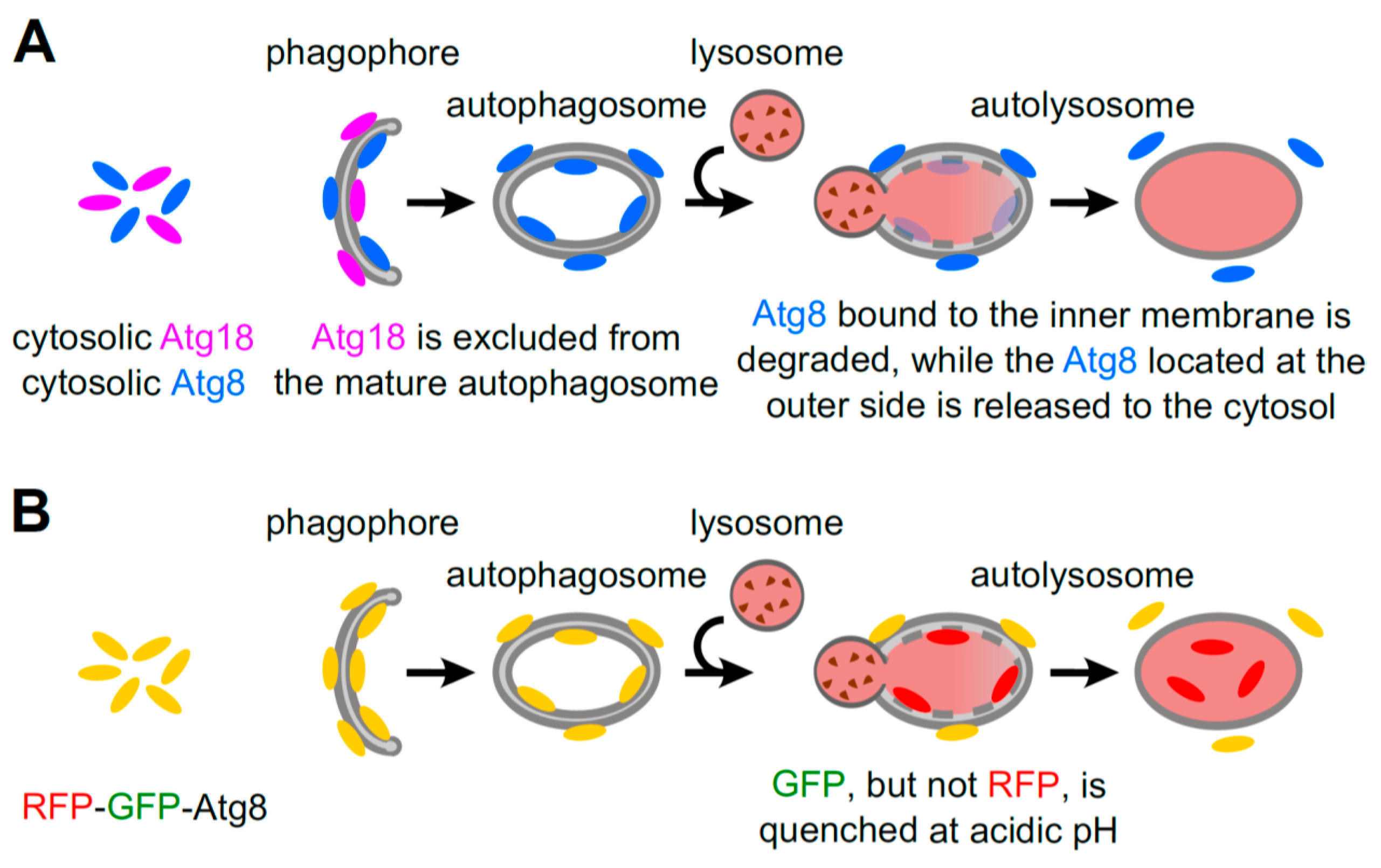 Cells 06 00018 g004 550