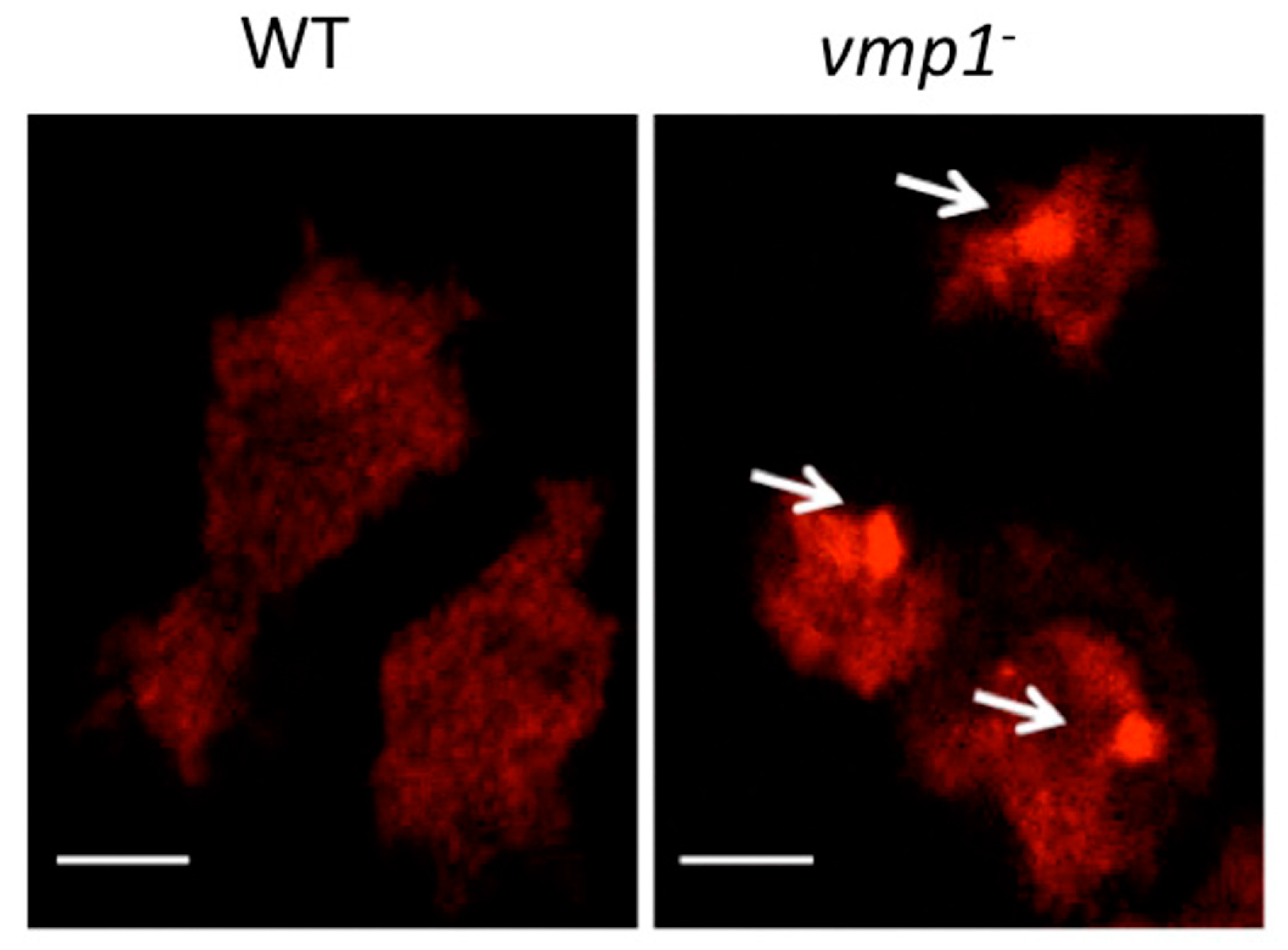 Cells 06 00018 g007 550