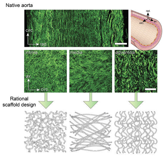 Vascular Mechanobiology: Towards Control of In Situ Regeneration