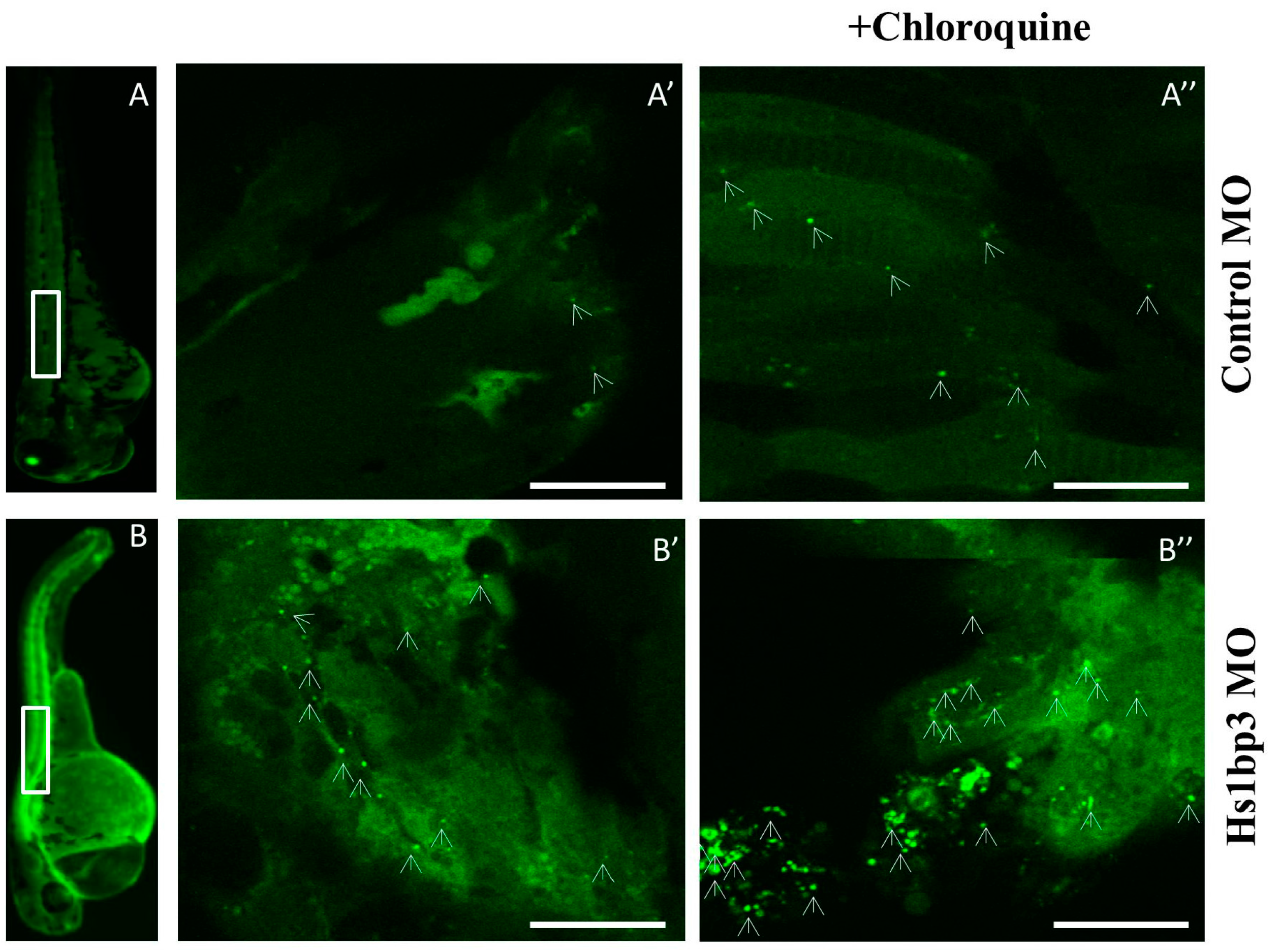 Cells 06 00021 g003