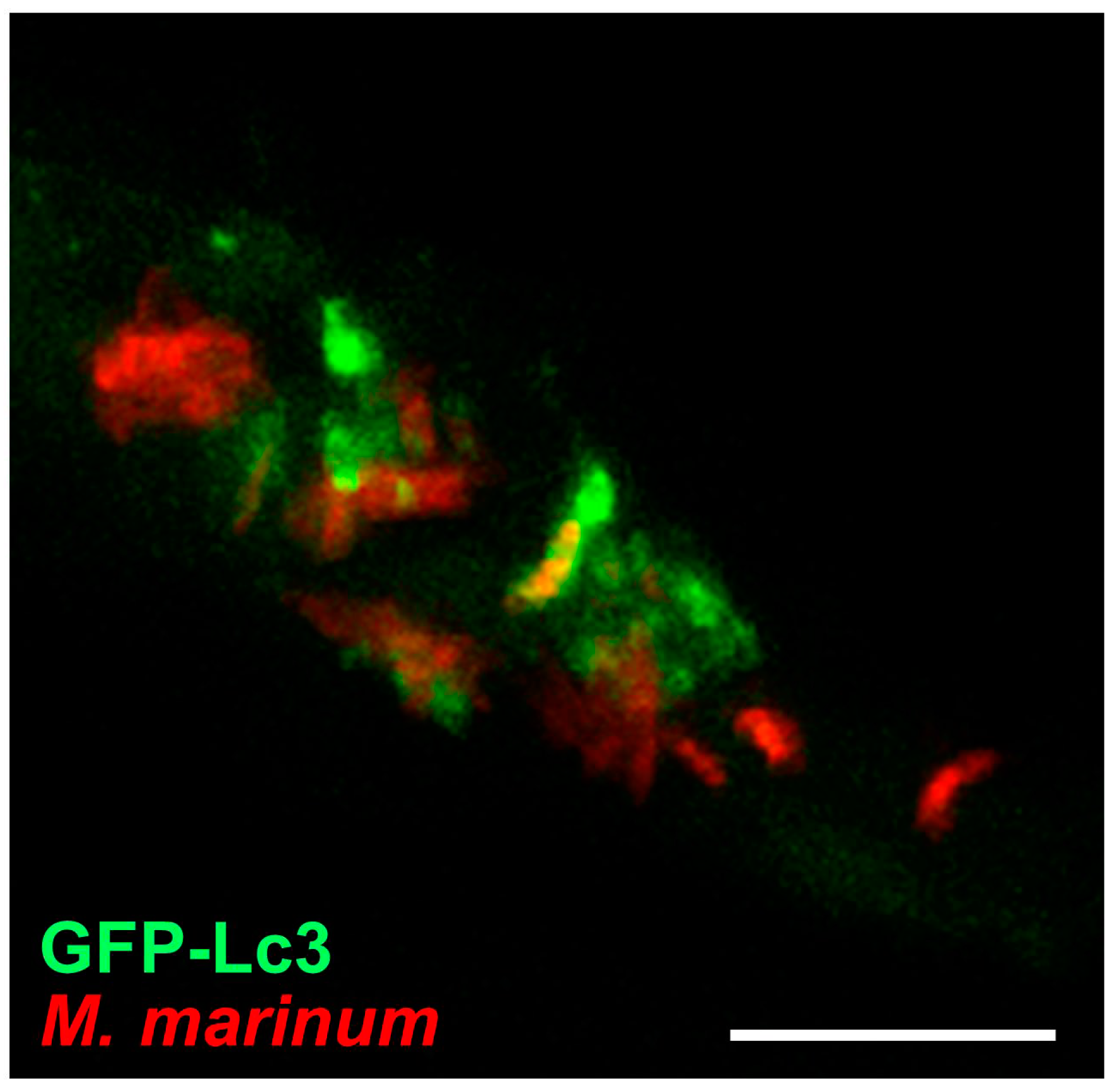 Cells 06 00021 g005