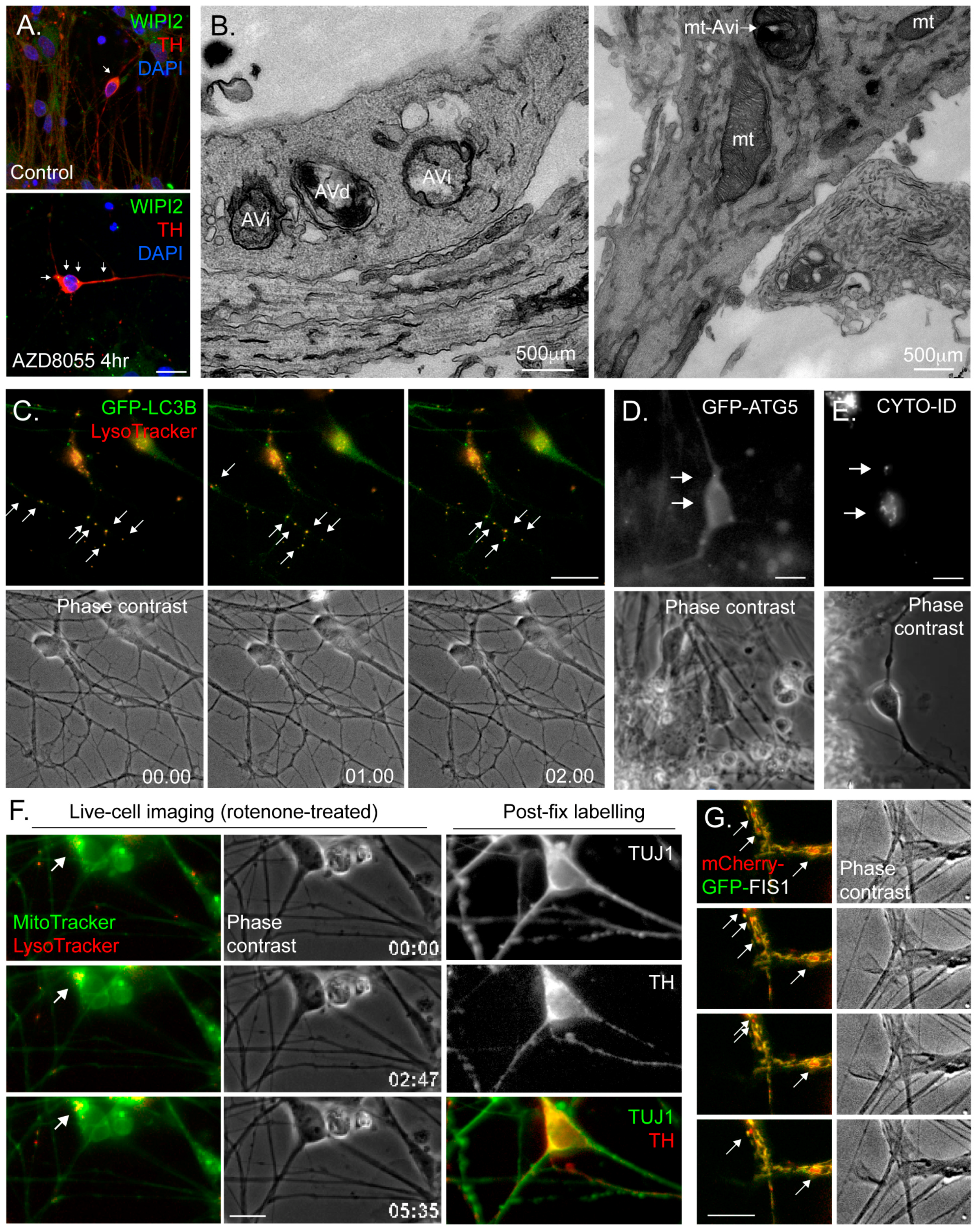 Cells 06 00024 g003