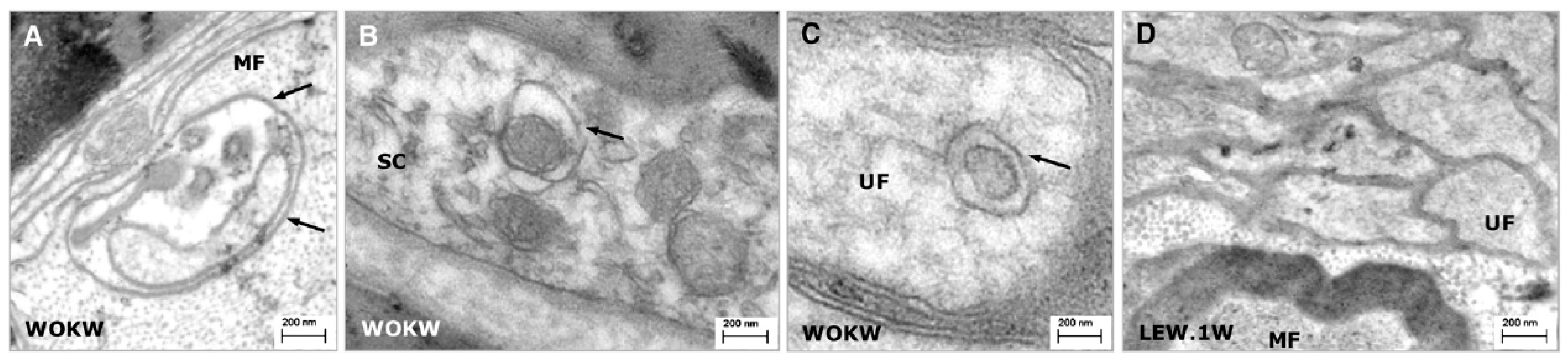 Cells 06 00030 g005 Cells 06 00030 g005