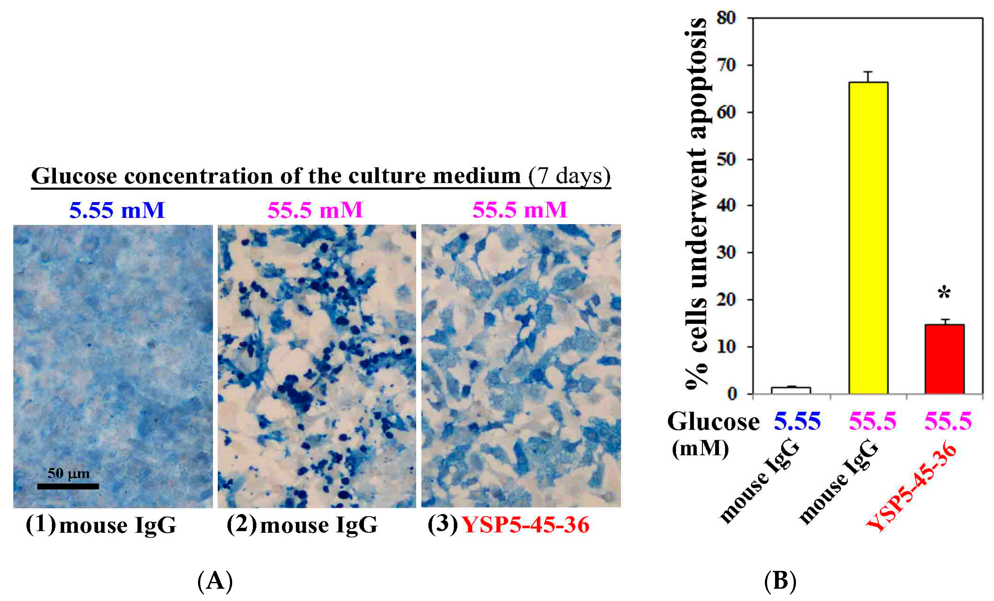 Mdpi journals. Apoptosis Morphology invitro