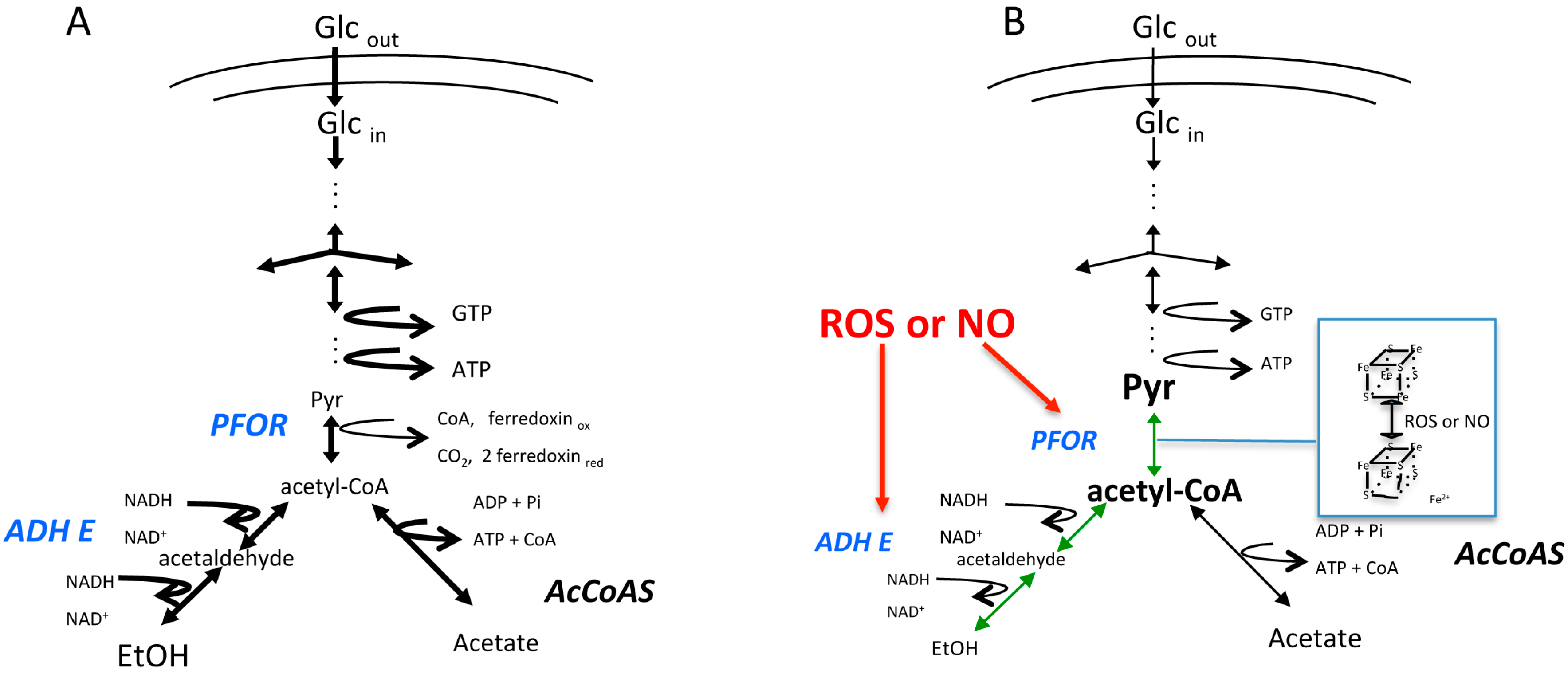 Cells 06 00044 g001 550