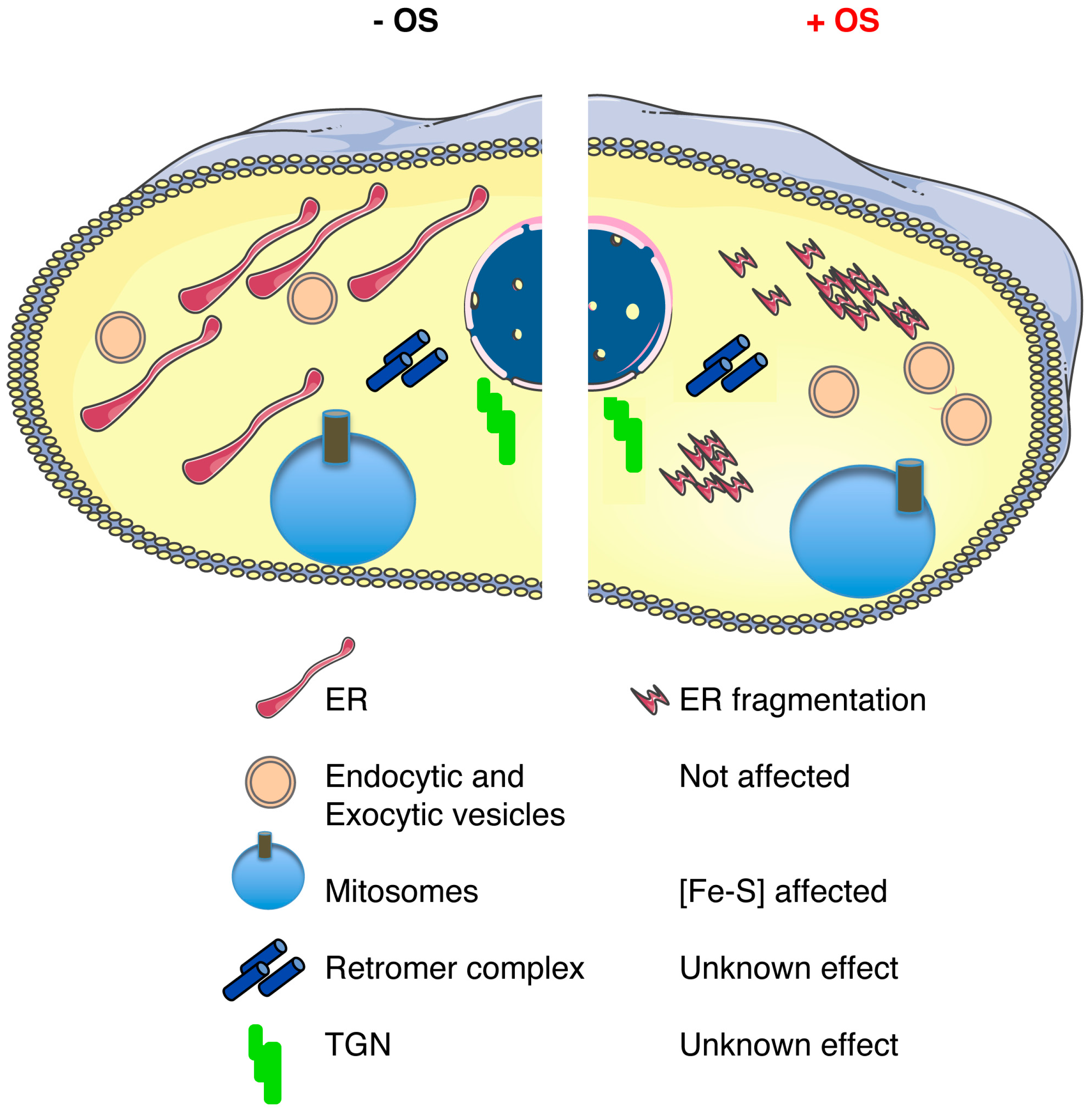 Cells 06 00044 g002 550