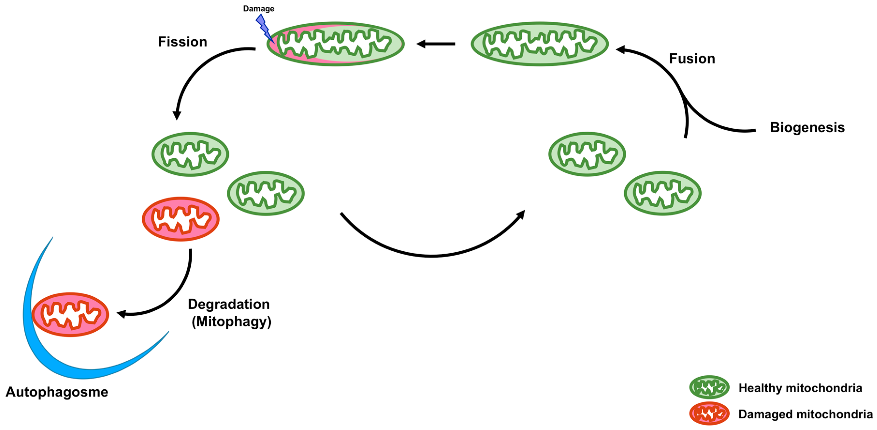 Cells 07 00001 g001