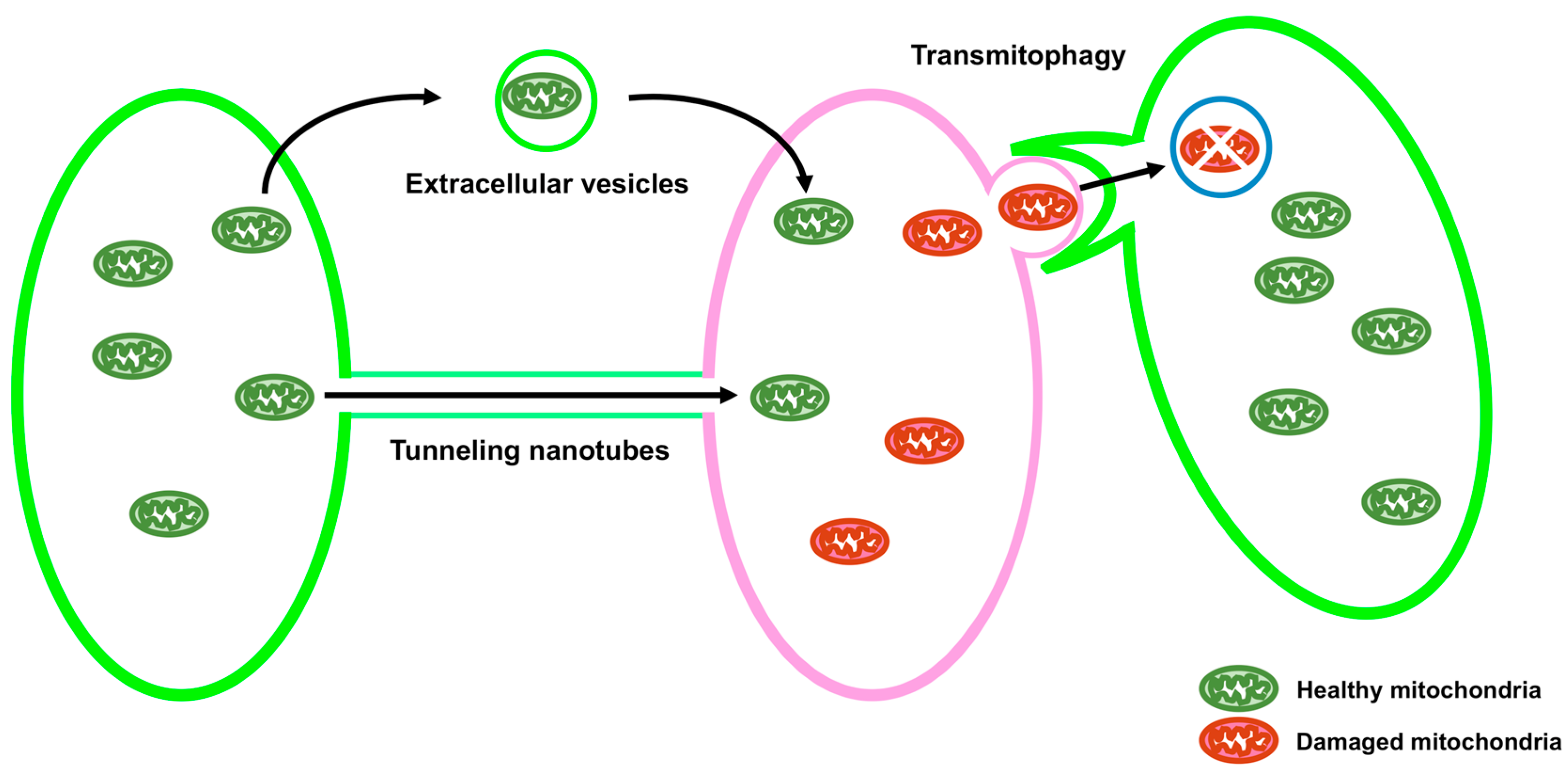 Cells 07 00001 g002
