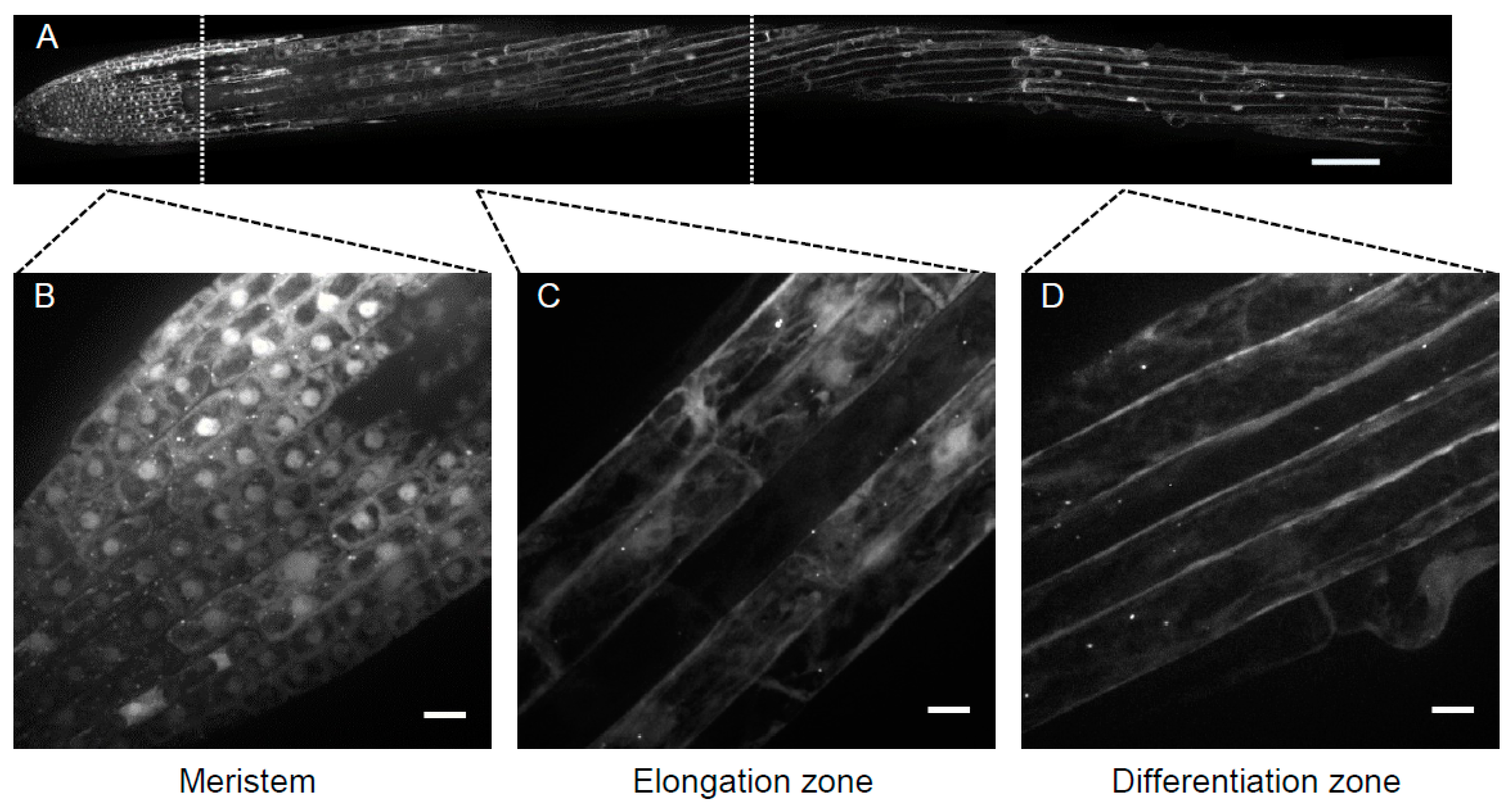 Cells 07 00005 g002