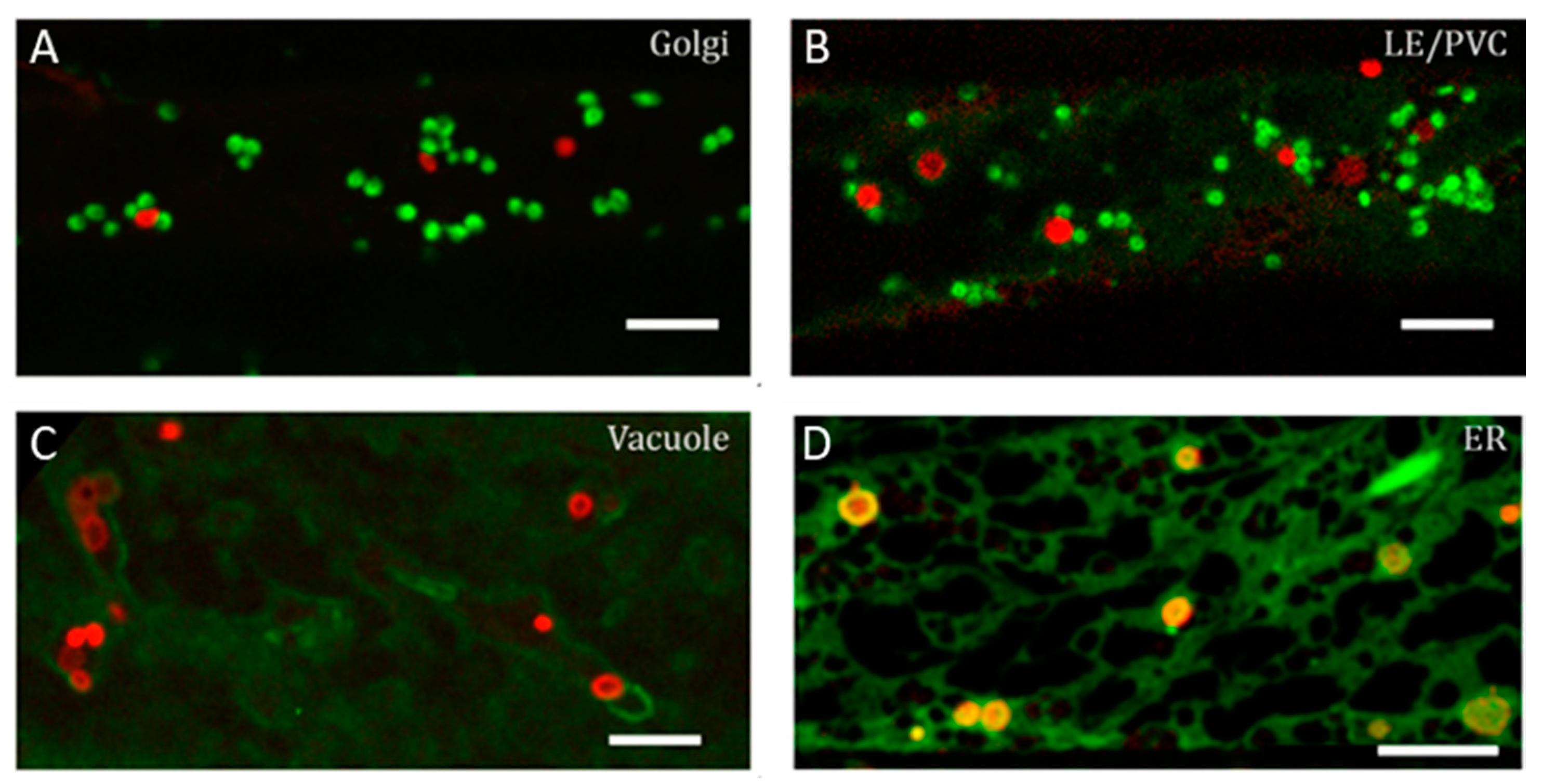 Cells 07 00005 g004