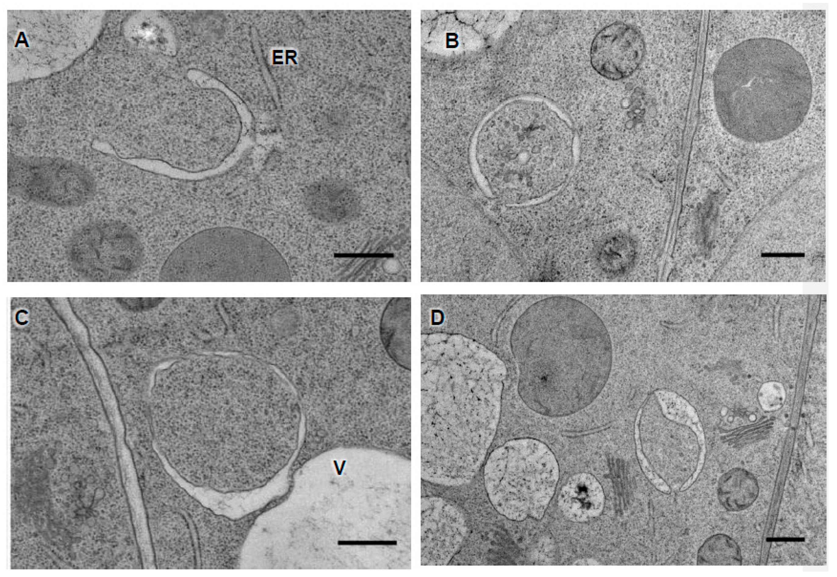 Cells 07 00005 g005