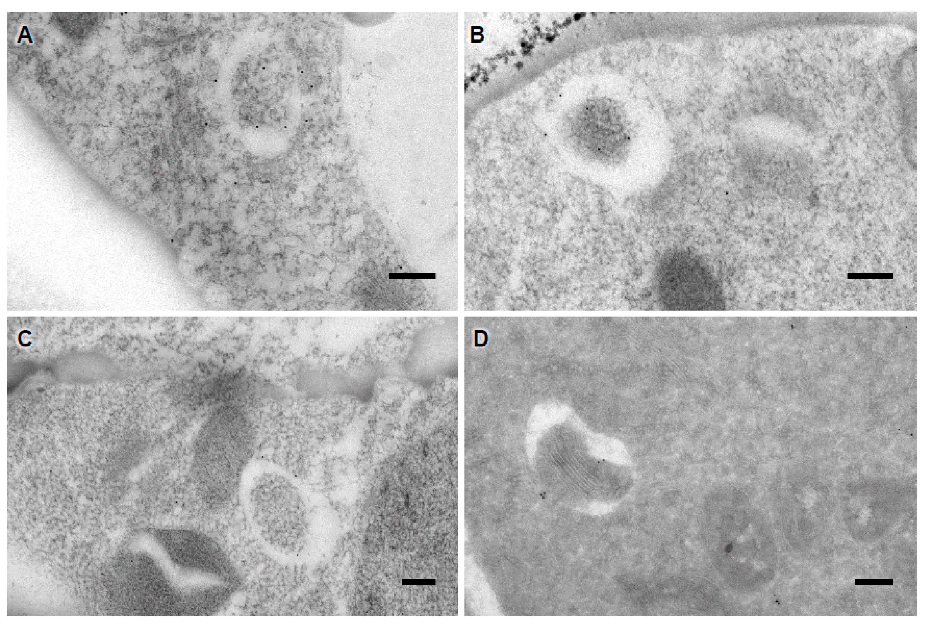 Cells 07 00005 g006