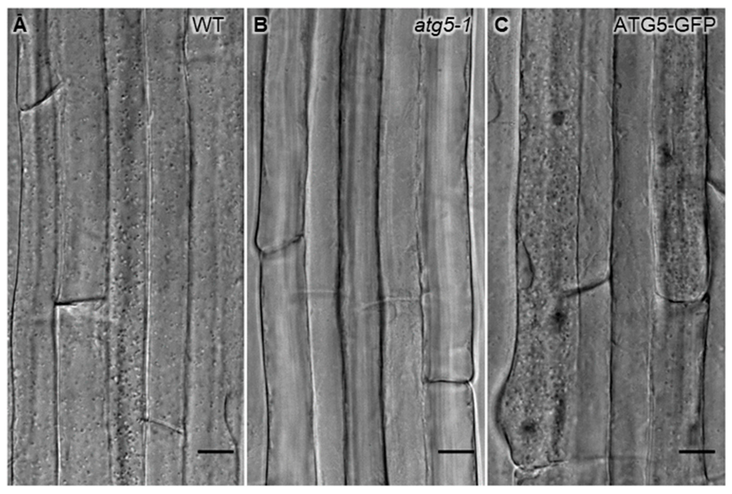 Cells 07 00005 g007