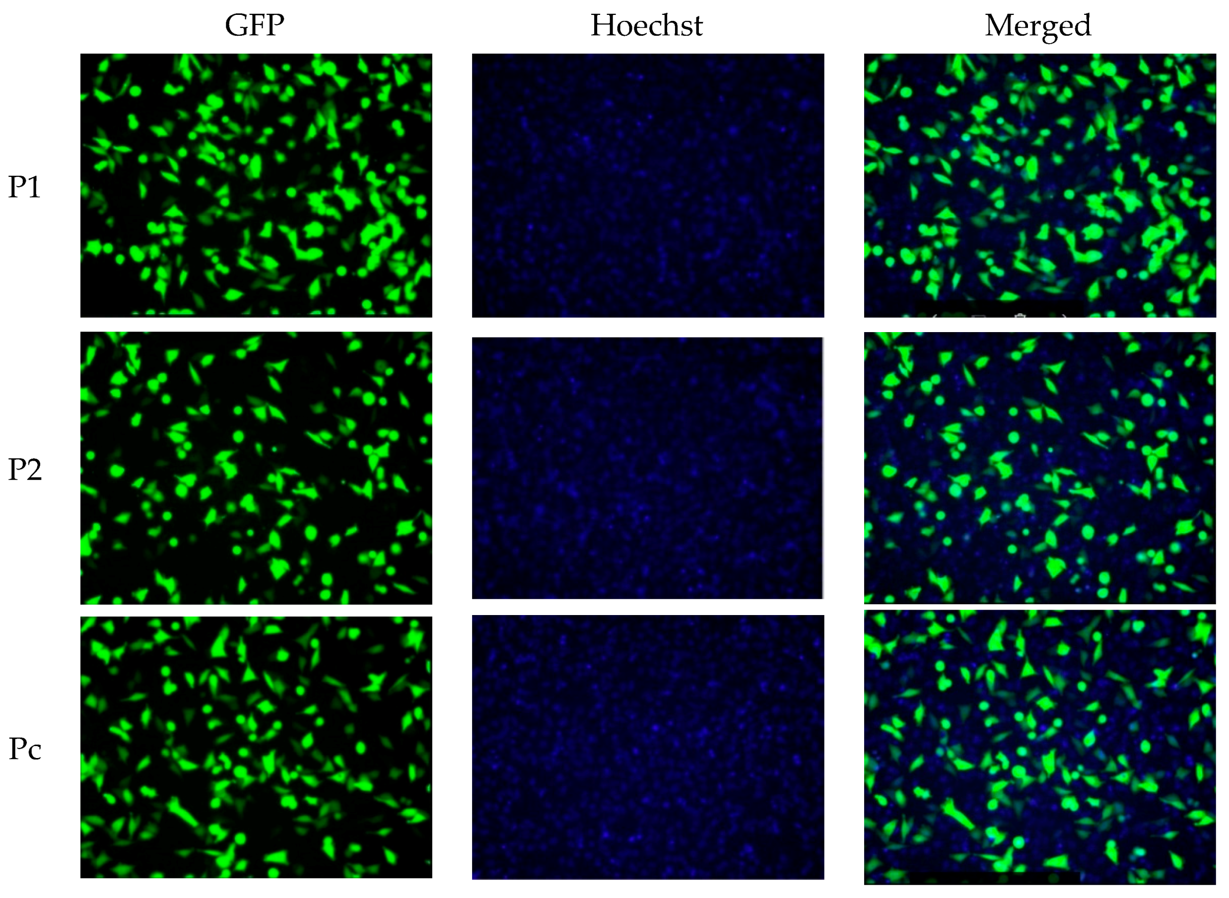 Cells 07 00007 g001