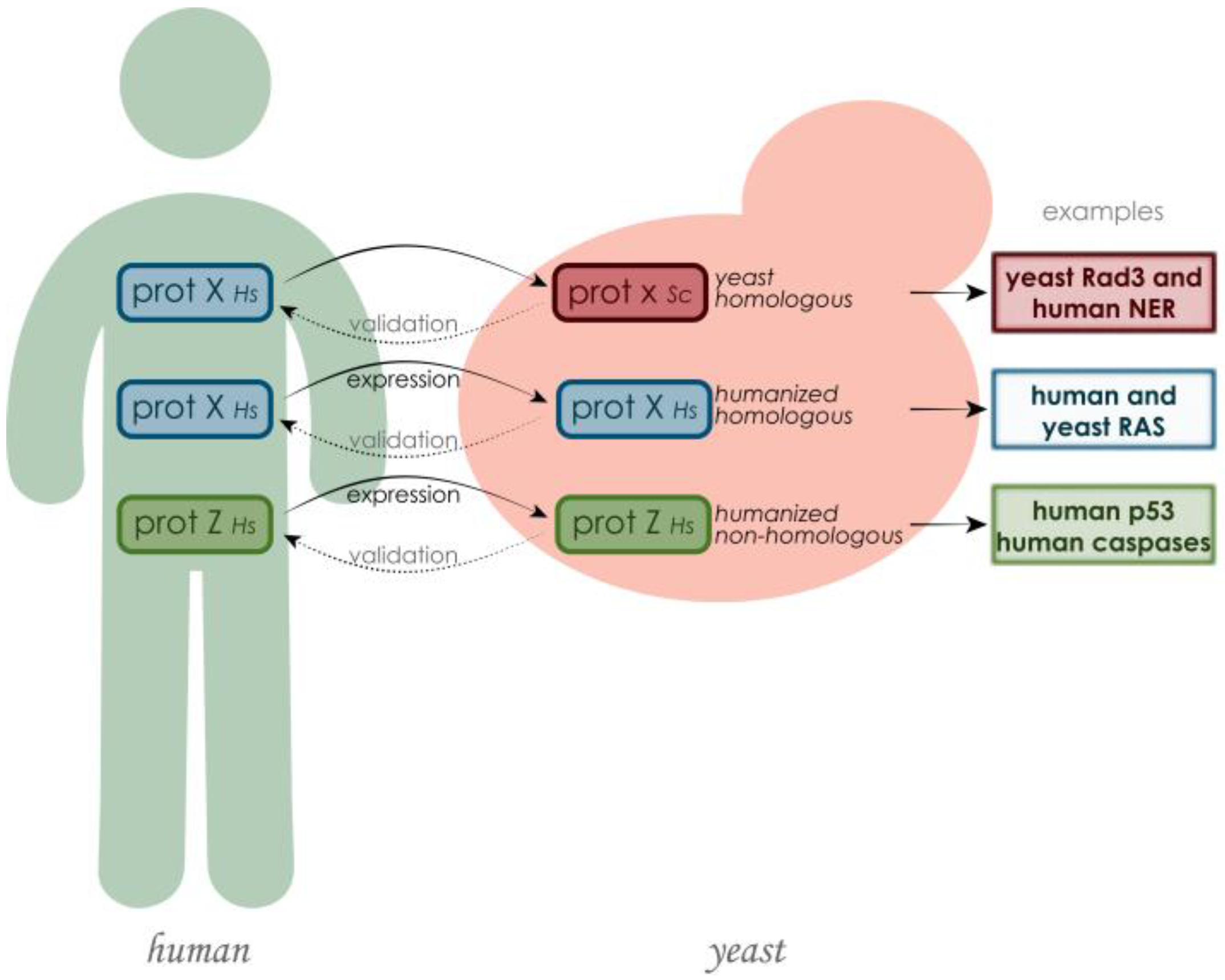 Cells Free FullText The Yeast Saccharomyces cerevisiae as a Model