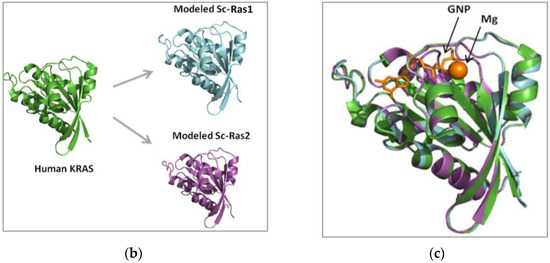 N The Yeast Saccharomyces cerevisiae as a Model for