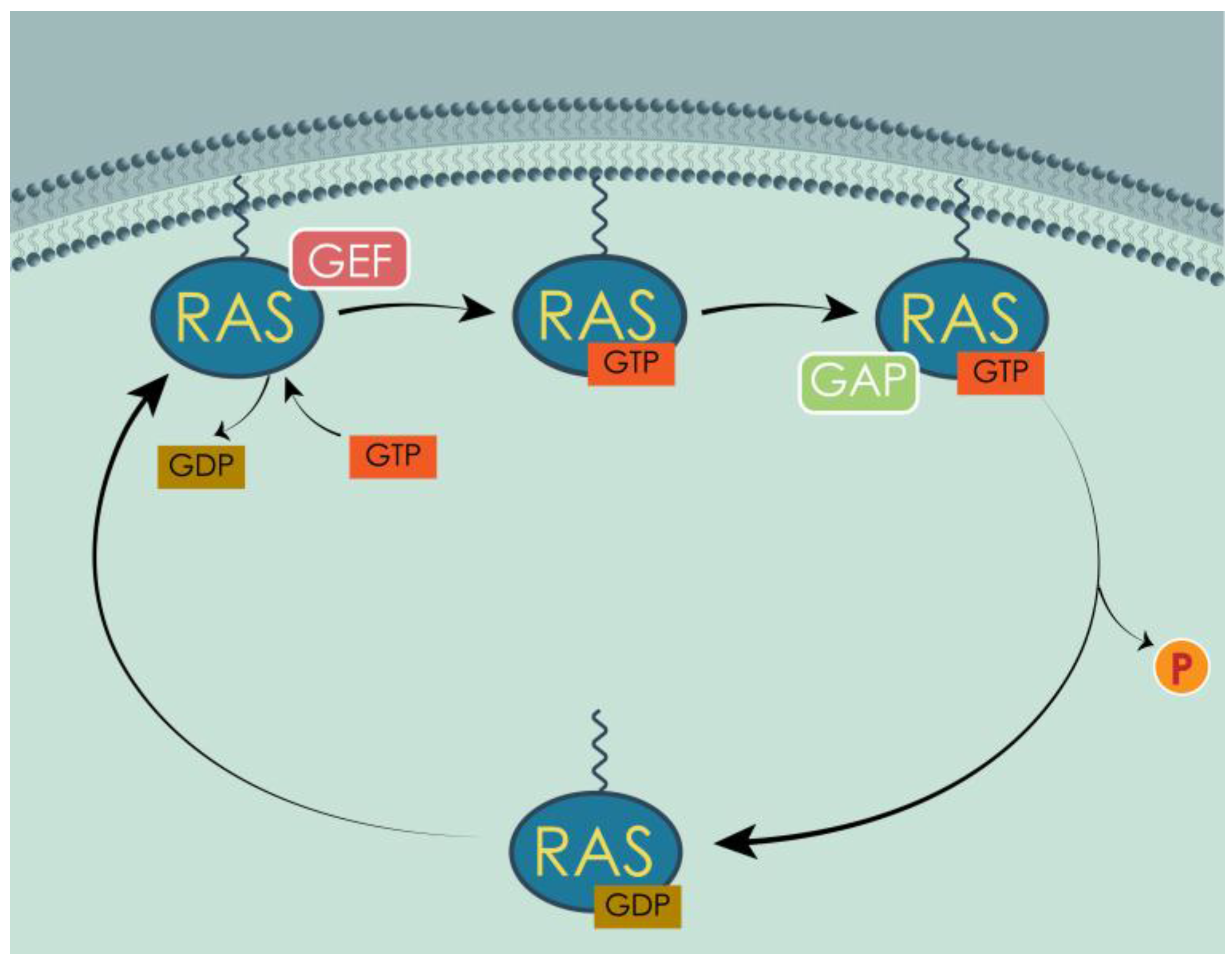 Cells Free FullText The Yeast Saccharomyces cerevisiae as a Model