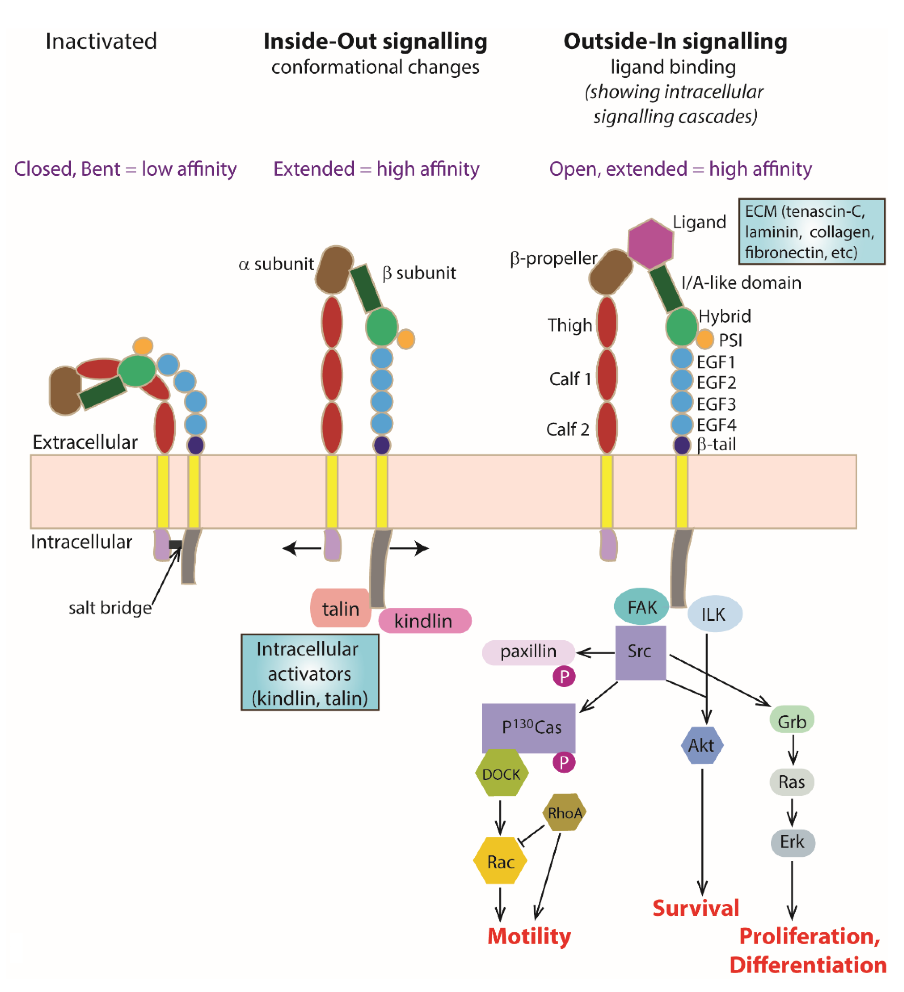 salt bridge structure Free Implications Activation: Full Integrin Cells Text salt bridge structure Free Implications Activation: Full Integrin Cells Text