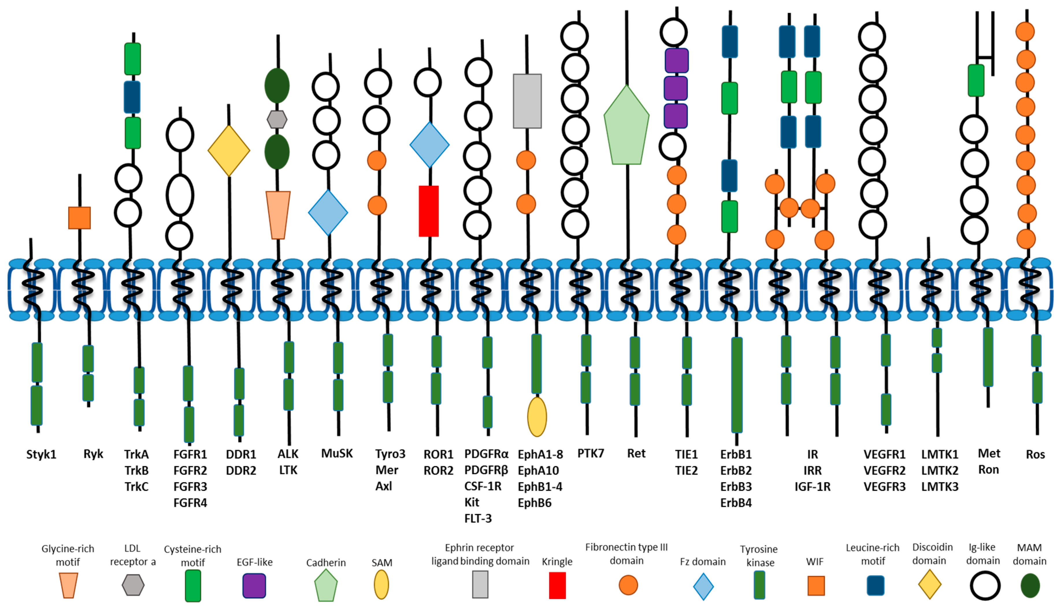 Cells 07 00022 g001