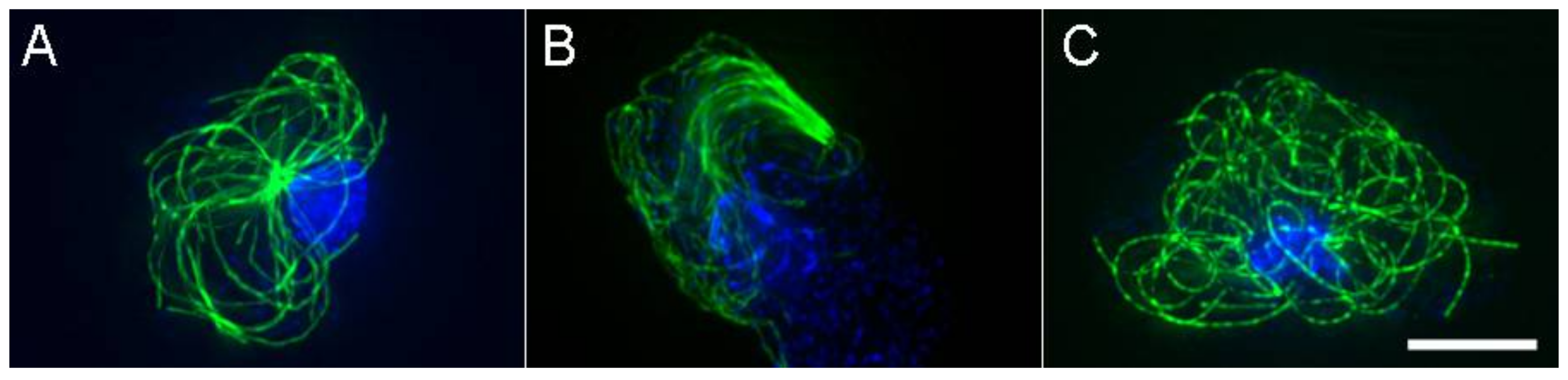 Cells 07 00029 g002 550