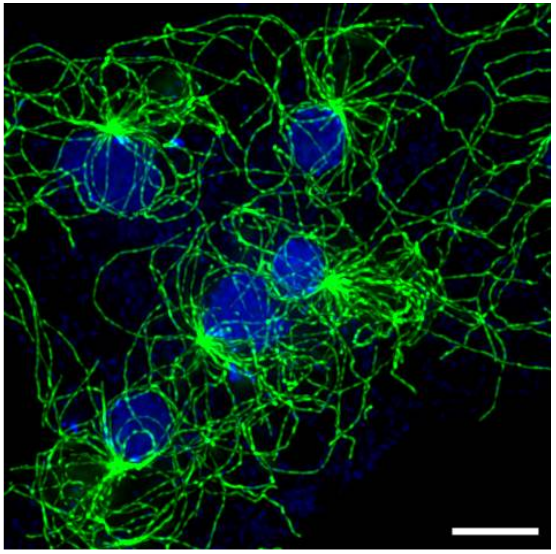 Cells 07 00029 g003 550
