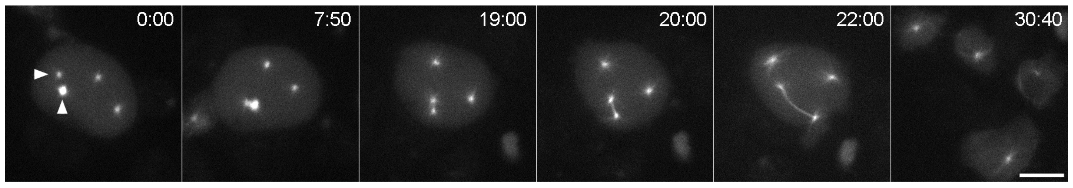 Cells 07 00029 g005 550