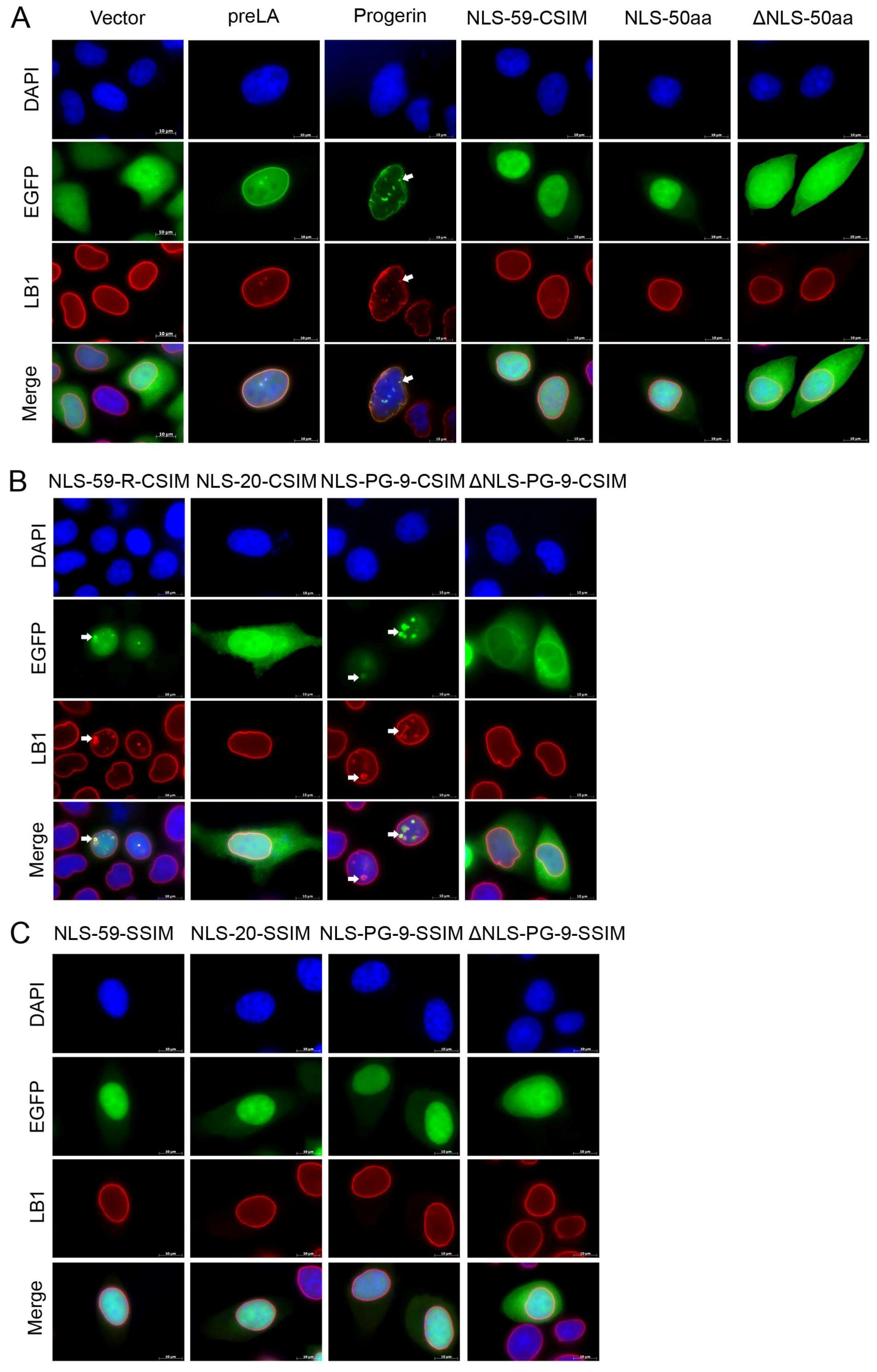 Cells 07 00033 g002