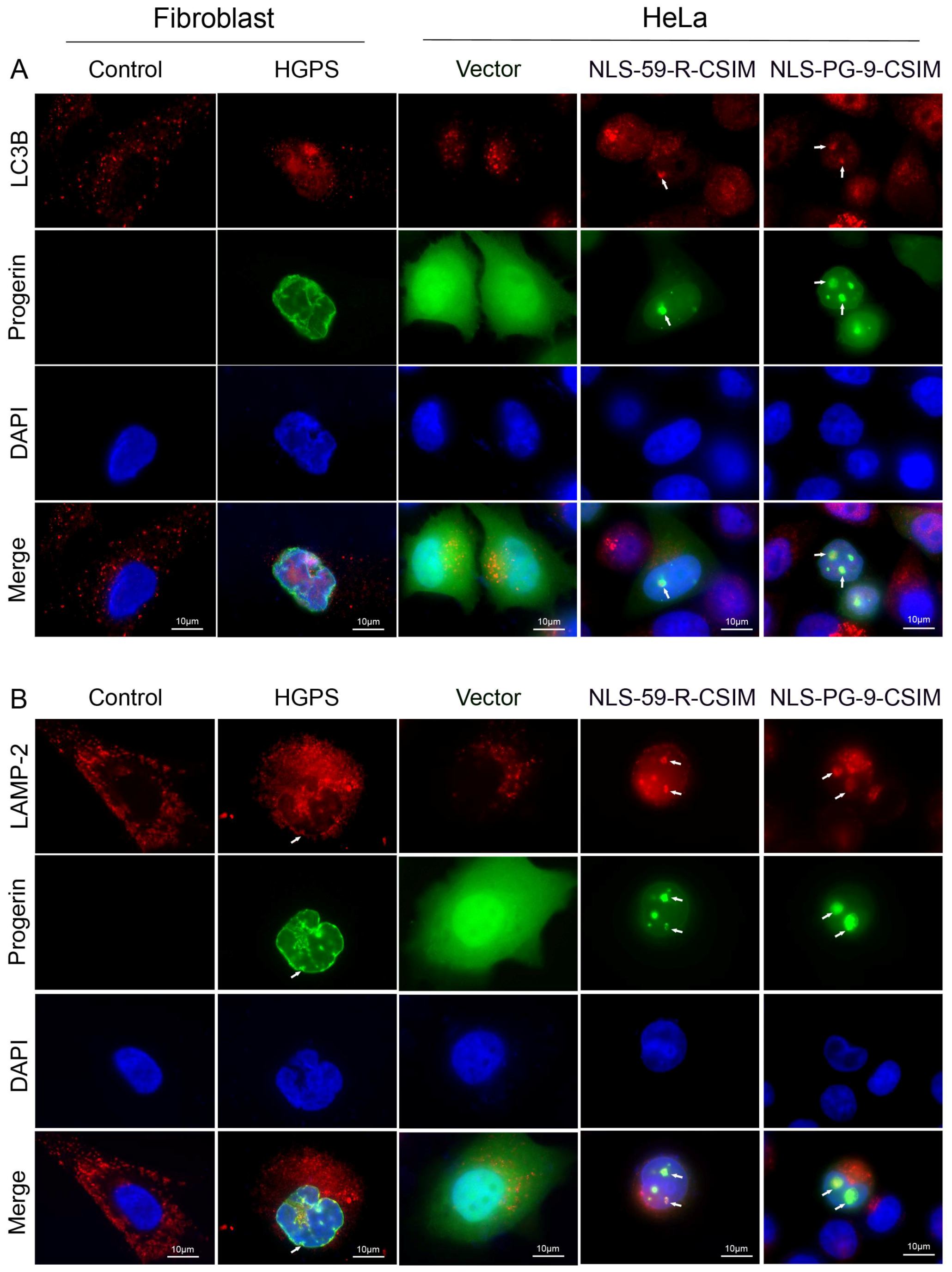 Cells 07 00033 g005