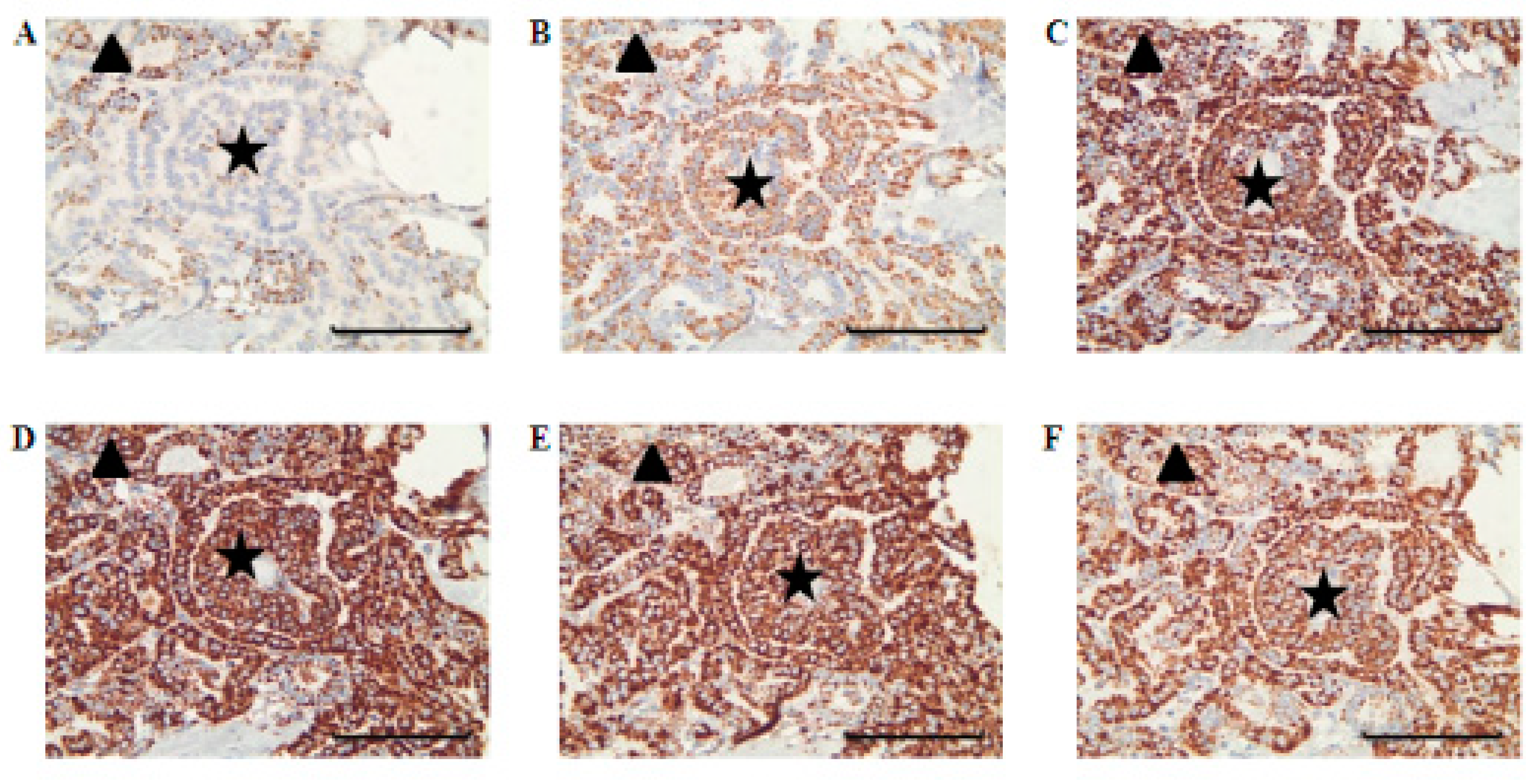 Cells 07 00040 g004 Cells 07 00040 g004