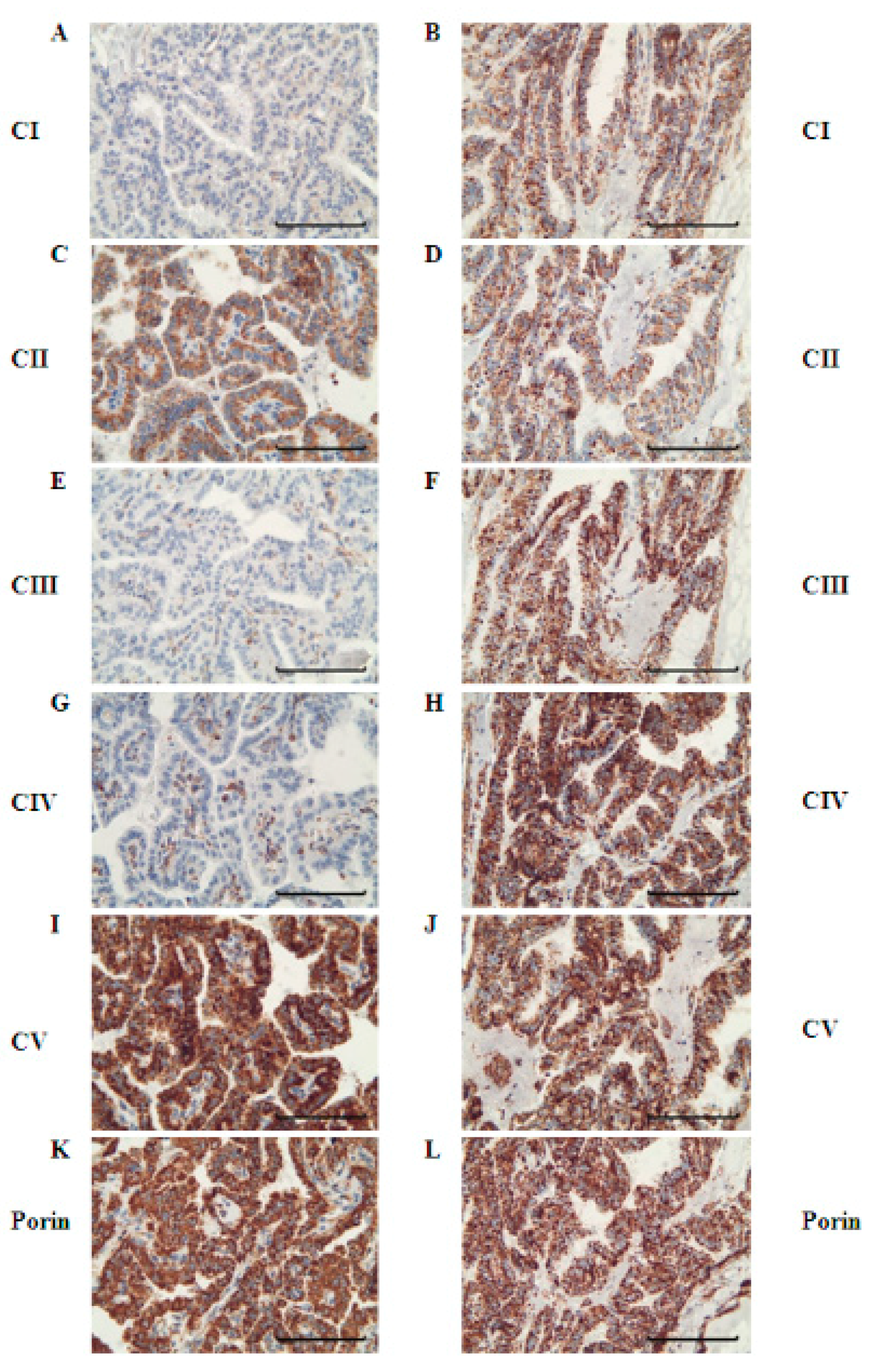 Cells 07 00040 g005 Cells 07 00040 g005