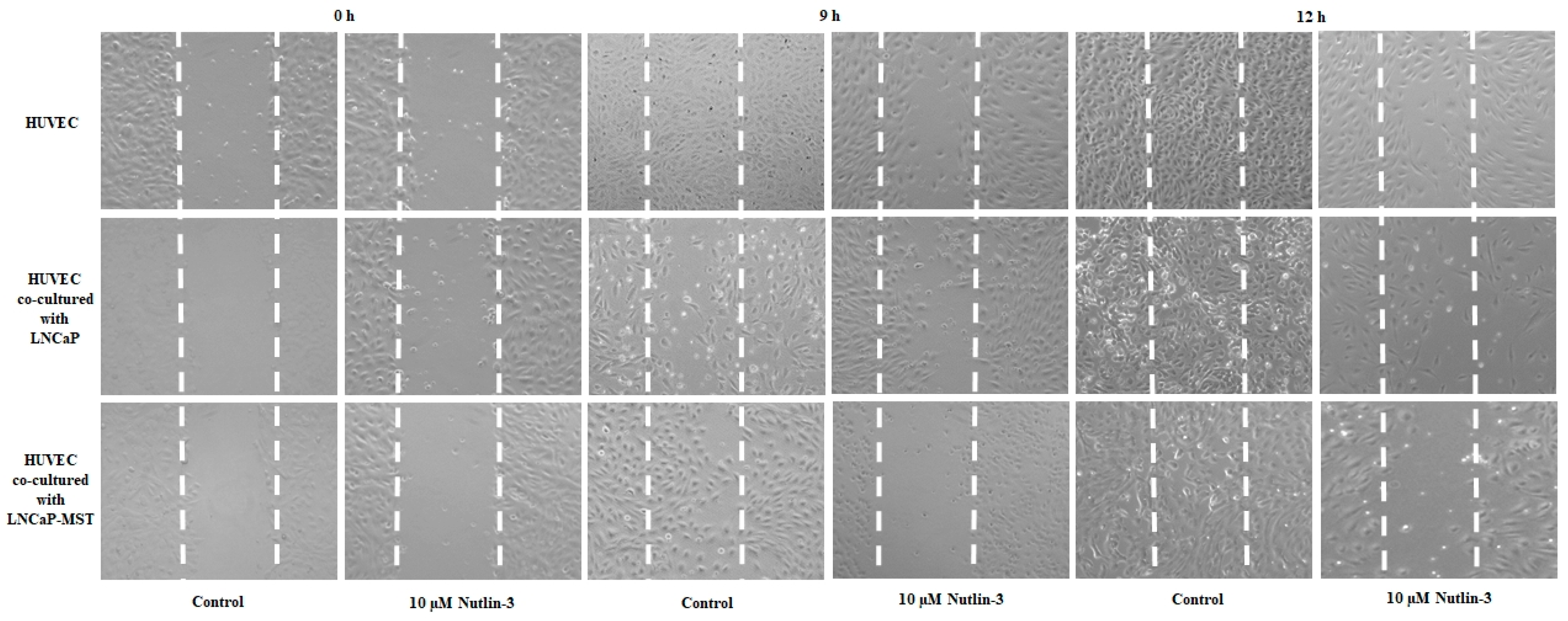 Cells 07 00041 g006 550