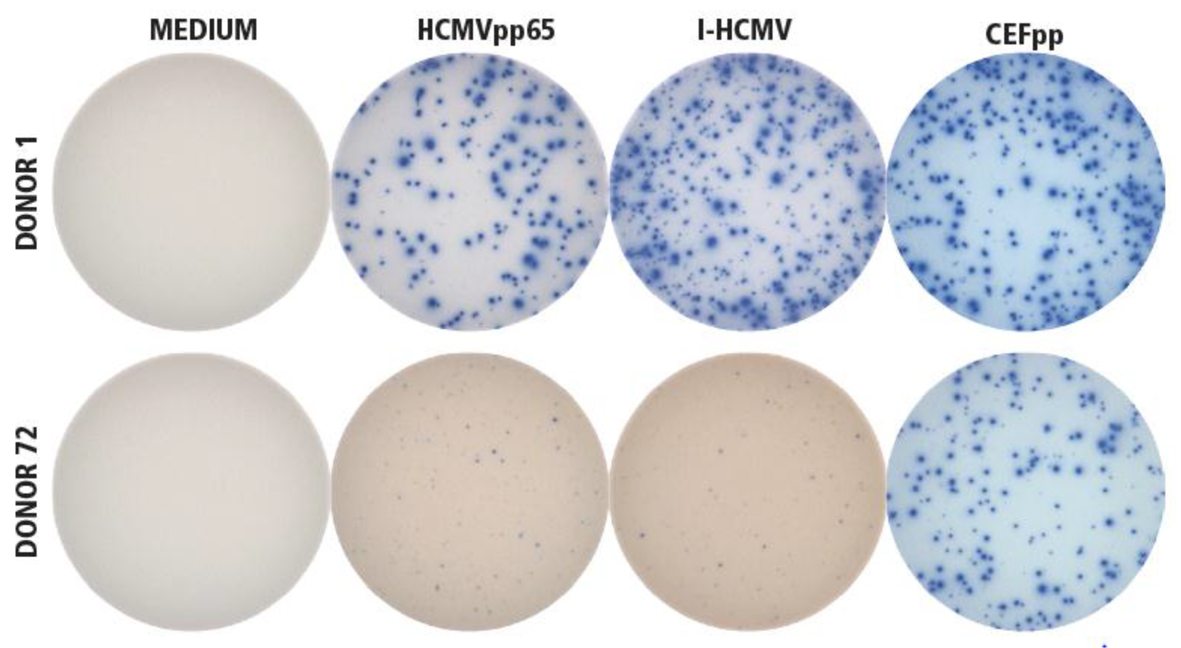 Cells 07 00045 g001 550