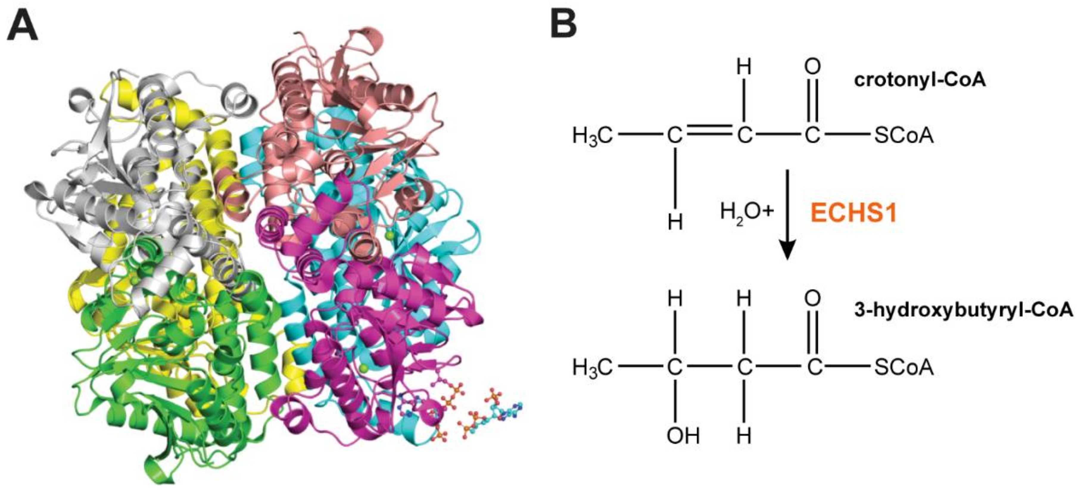 Cells 07 00046 g002