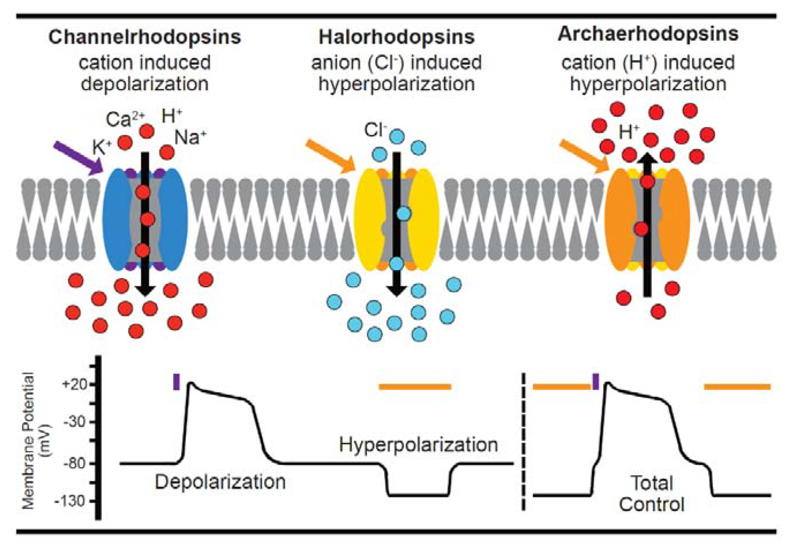 Cells 07 00051 g003 Cells 07 00051 g003