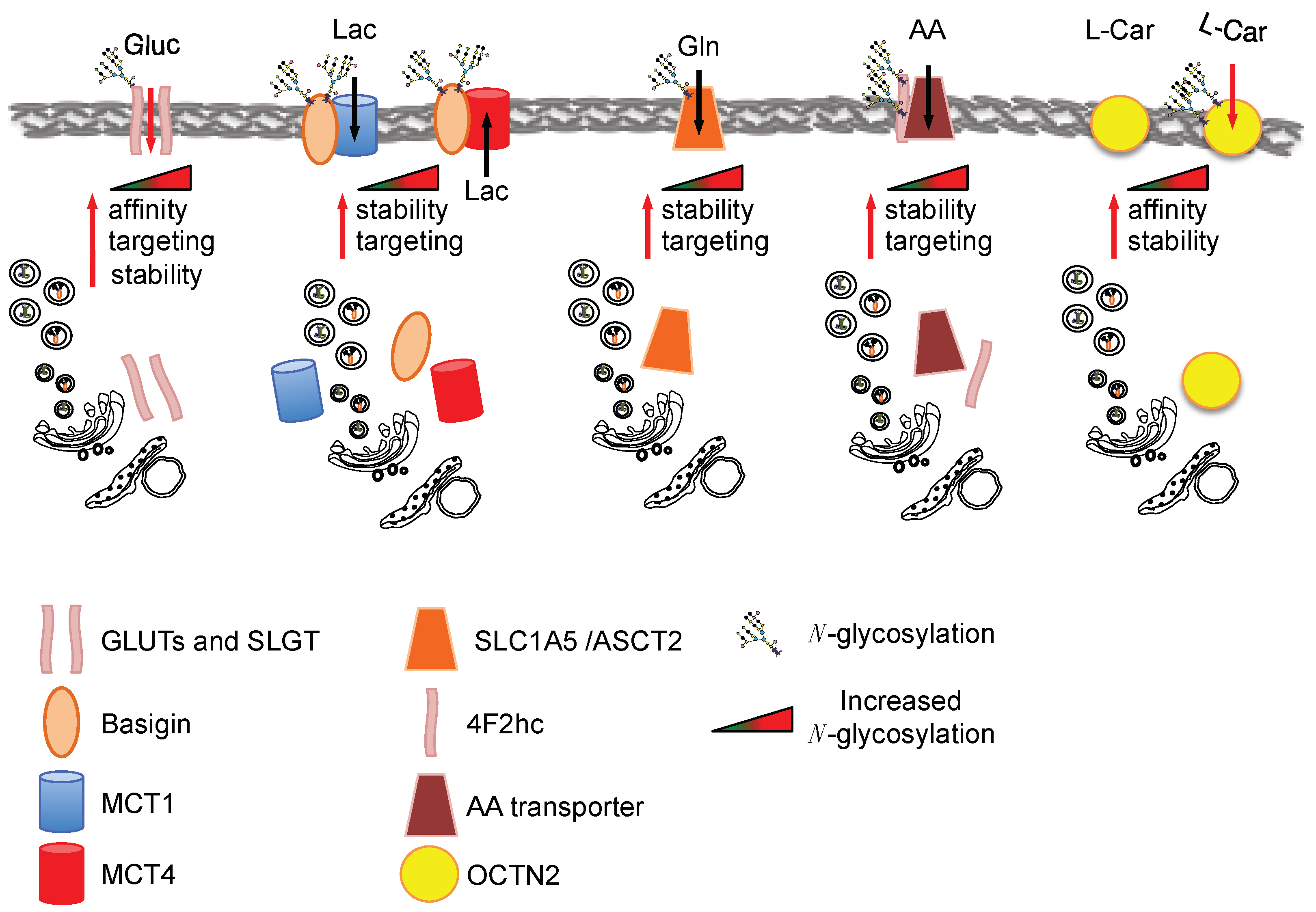 Cells 07 00053 g002 Cells 07 00053 g002