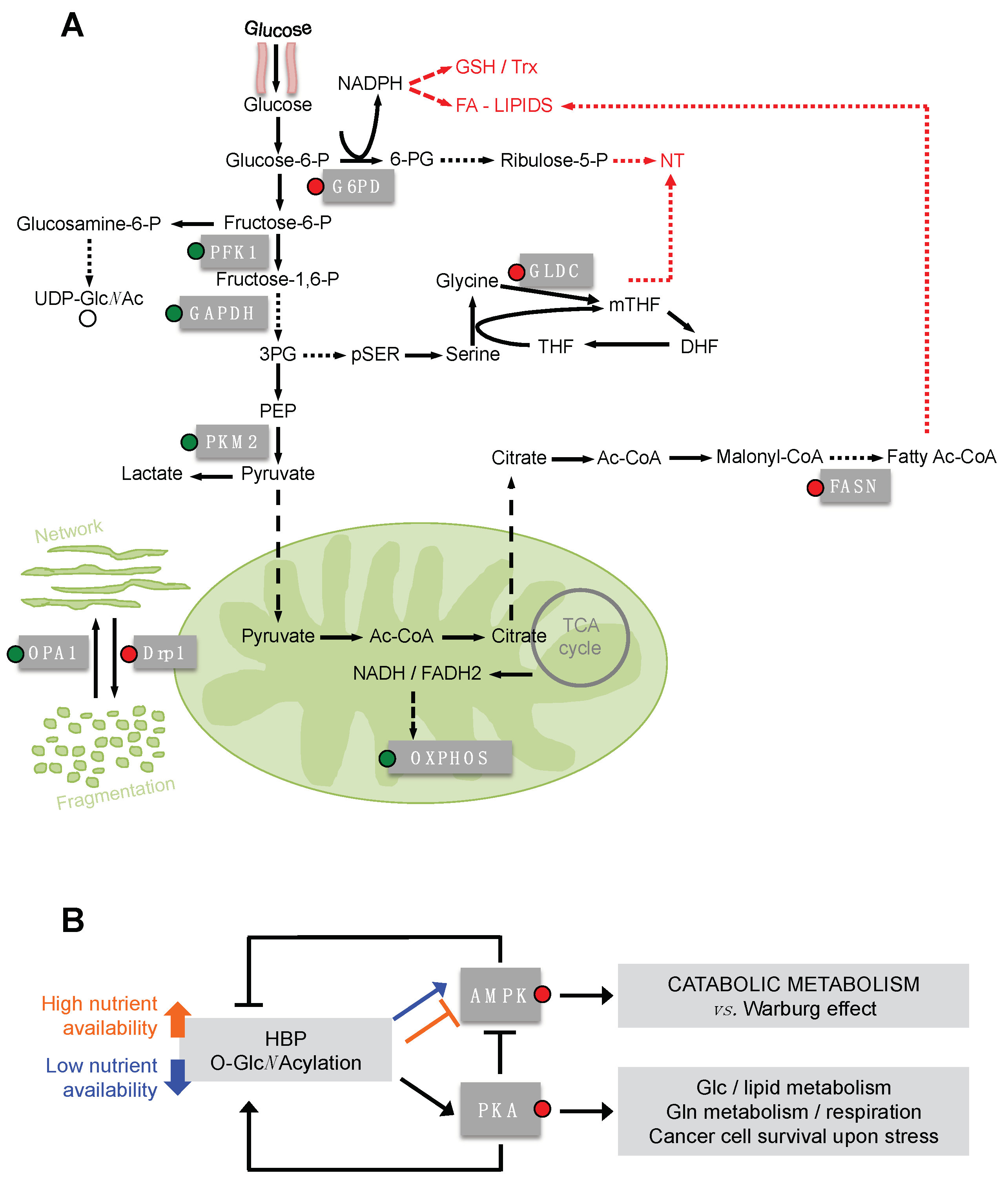 Cells 07 00053 g003 Cells 07 00053 g003