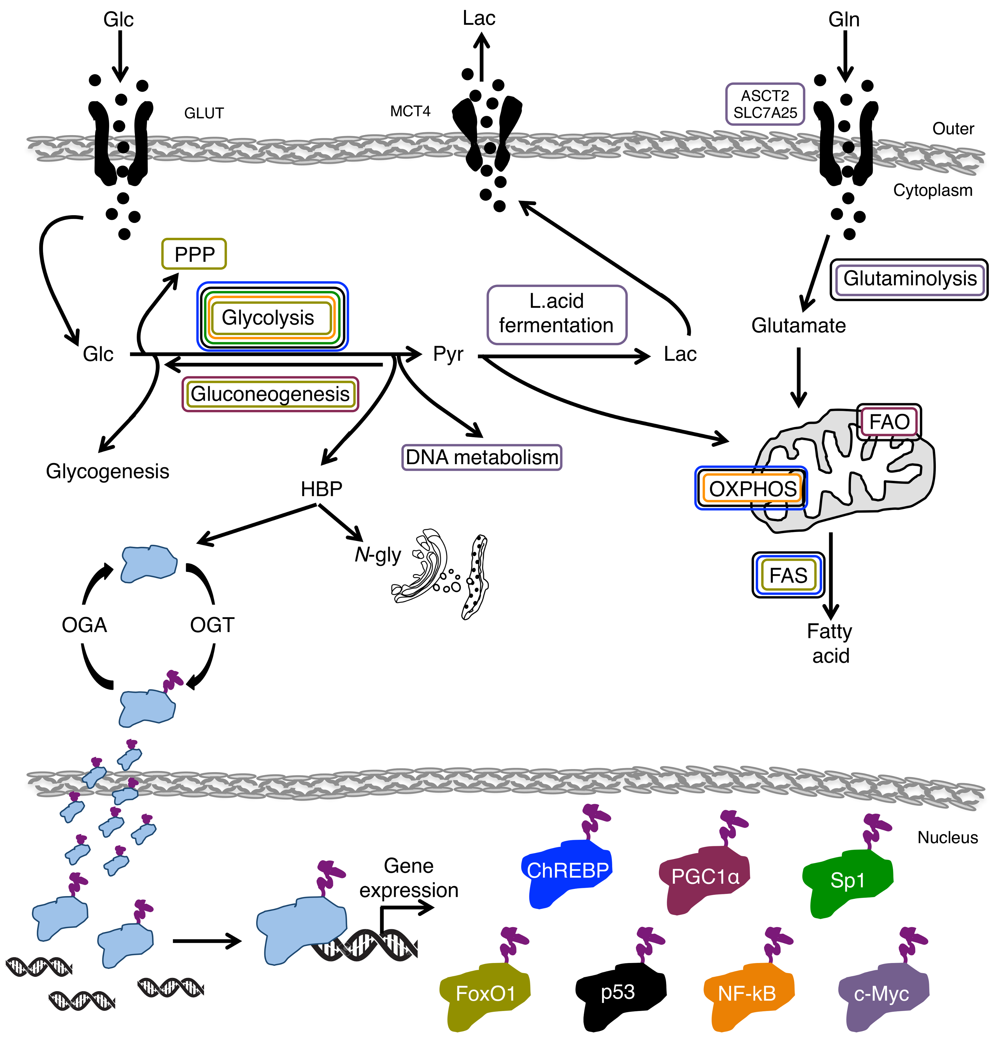 Cells 07 00053 g004 Cells 07 00053 g004