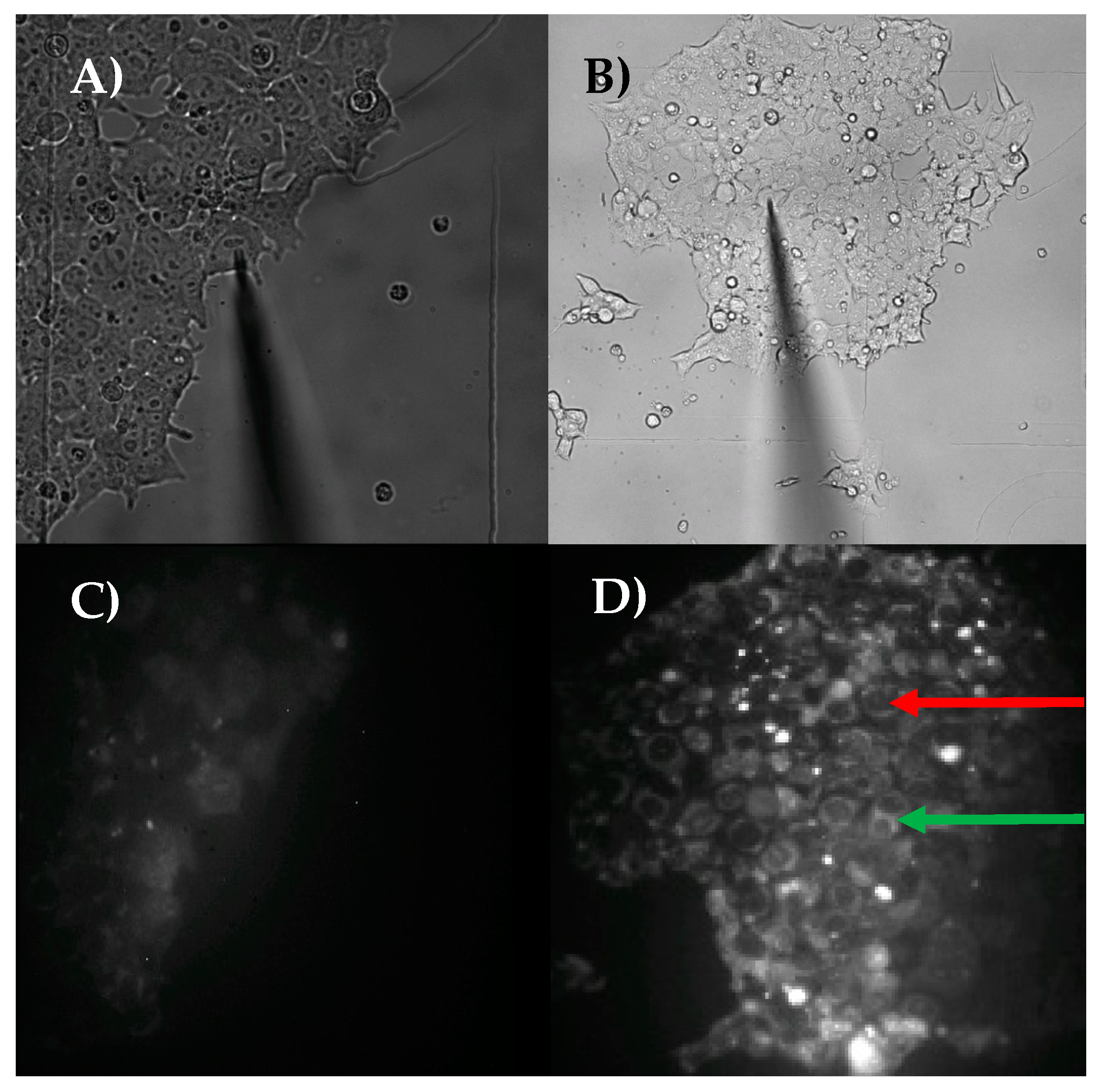 Cells 07 00055 g003