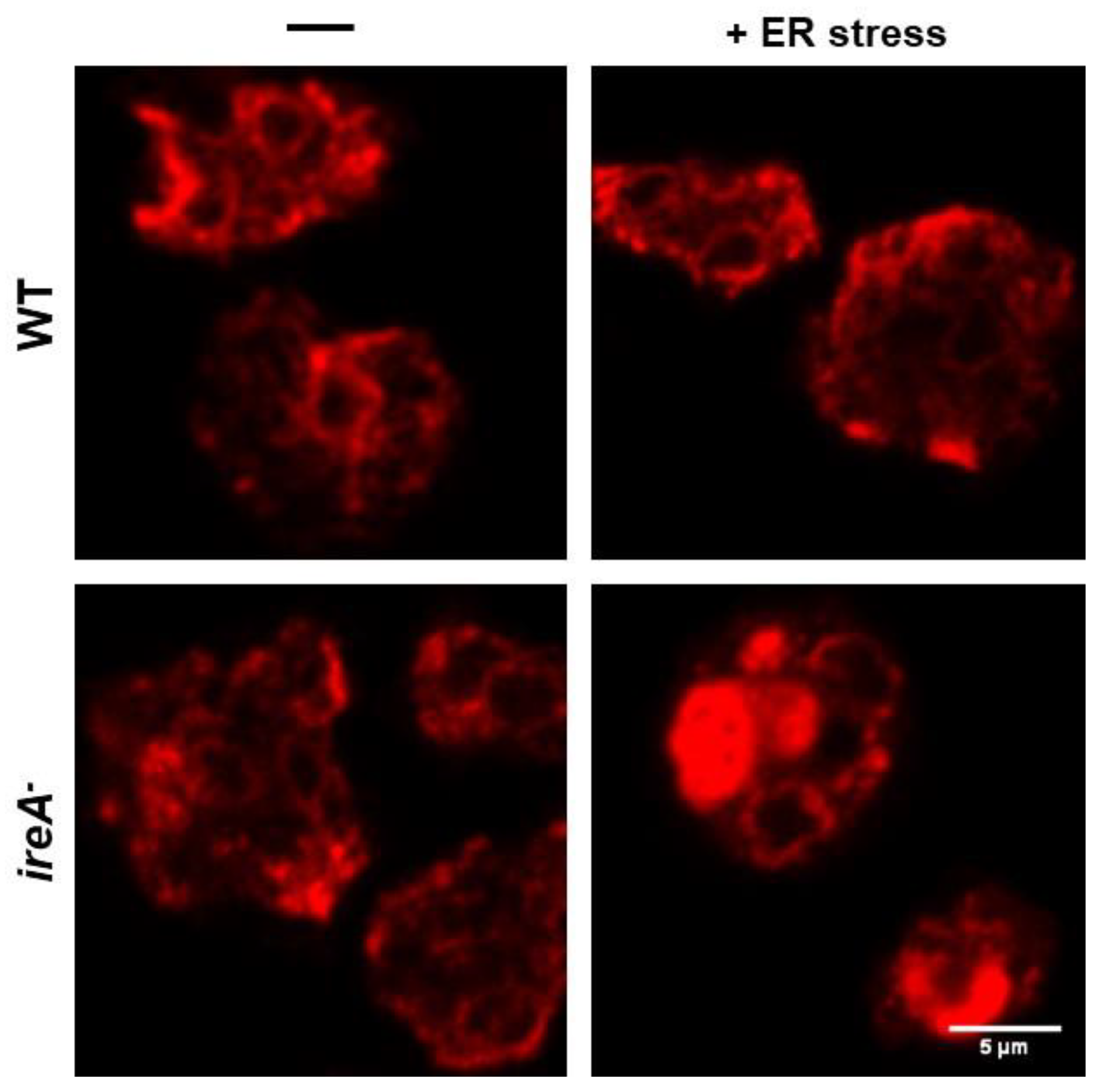 Cells 07 00056 g005