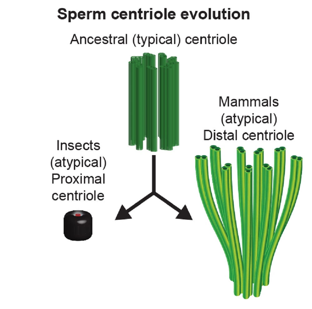 Cells Free FullText Rapid Evolution of Sperm Produces Diverse