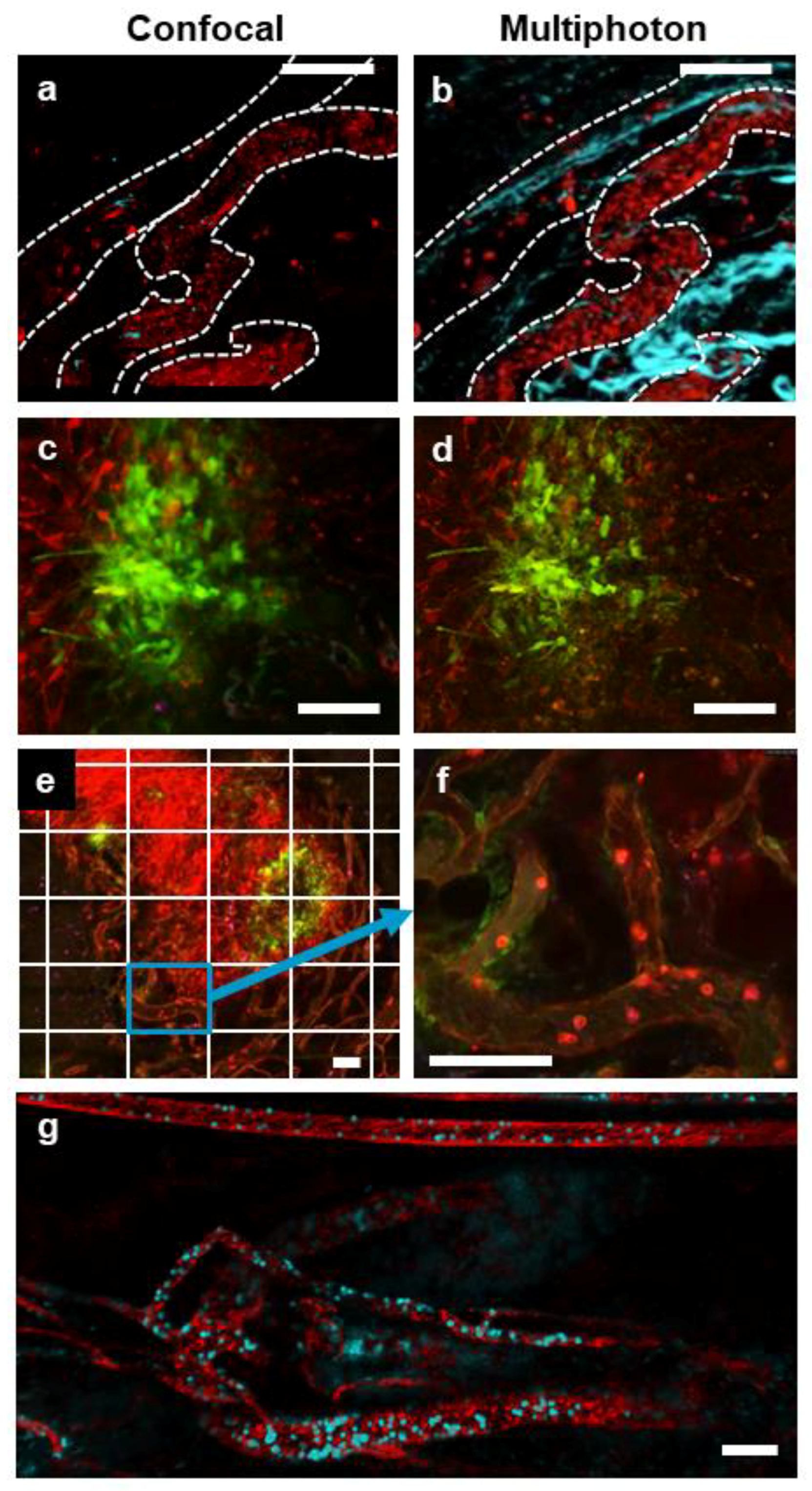 Cells 07 00069 g002 Cells 07 00069 g002