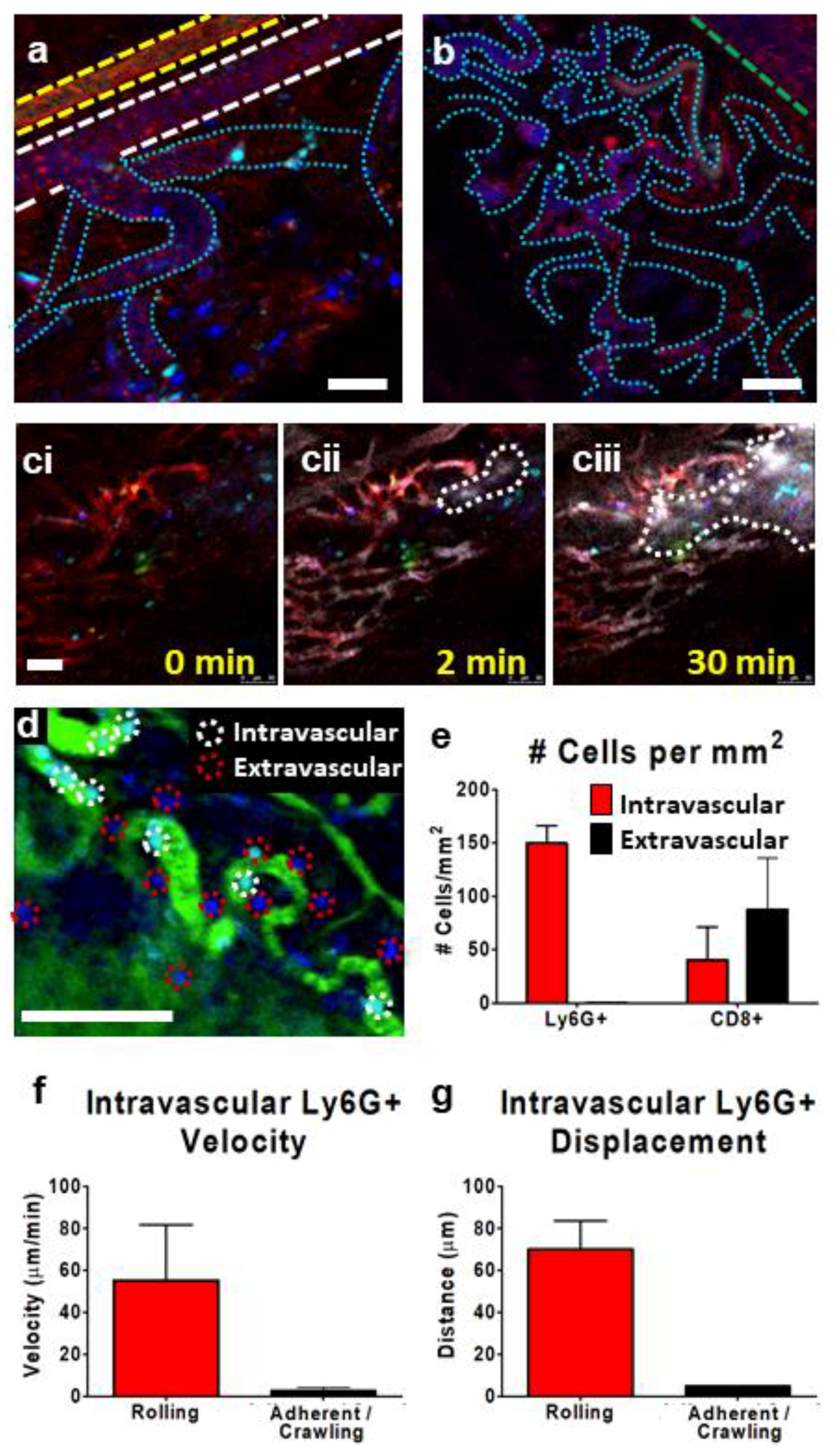 Cells 07 00069 g004 Cells 07 00069 g004
