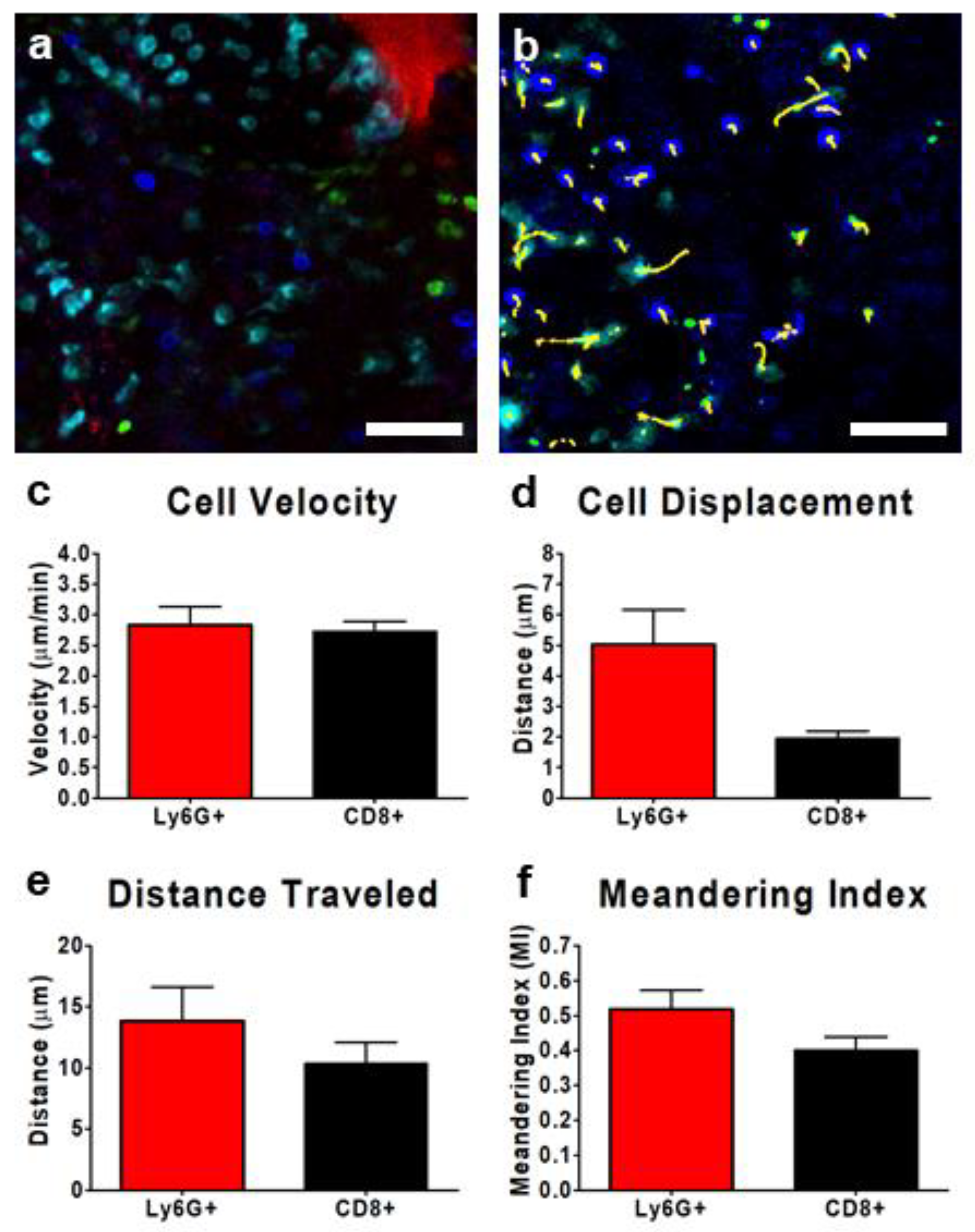 Cells 07 00069 g005 Cells 07 00069 g005