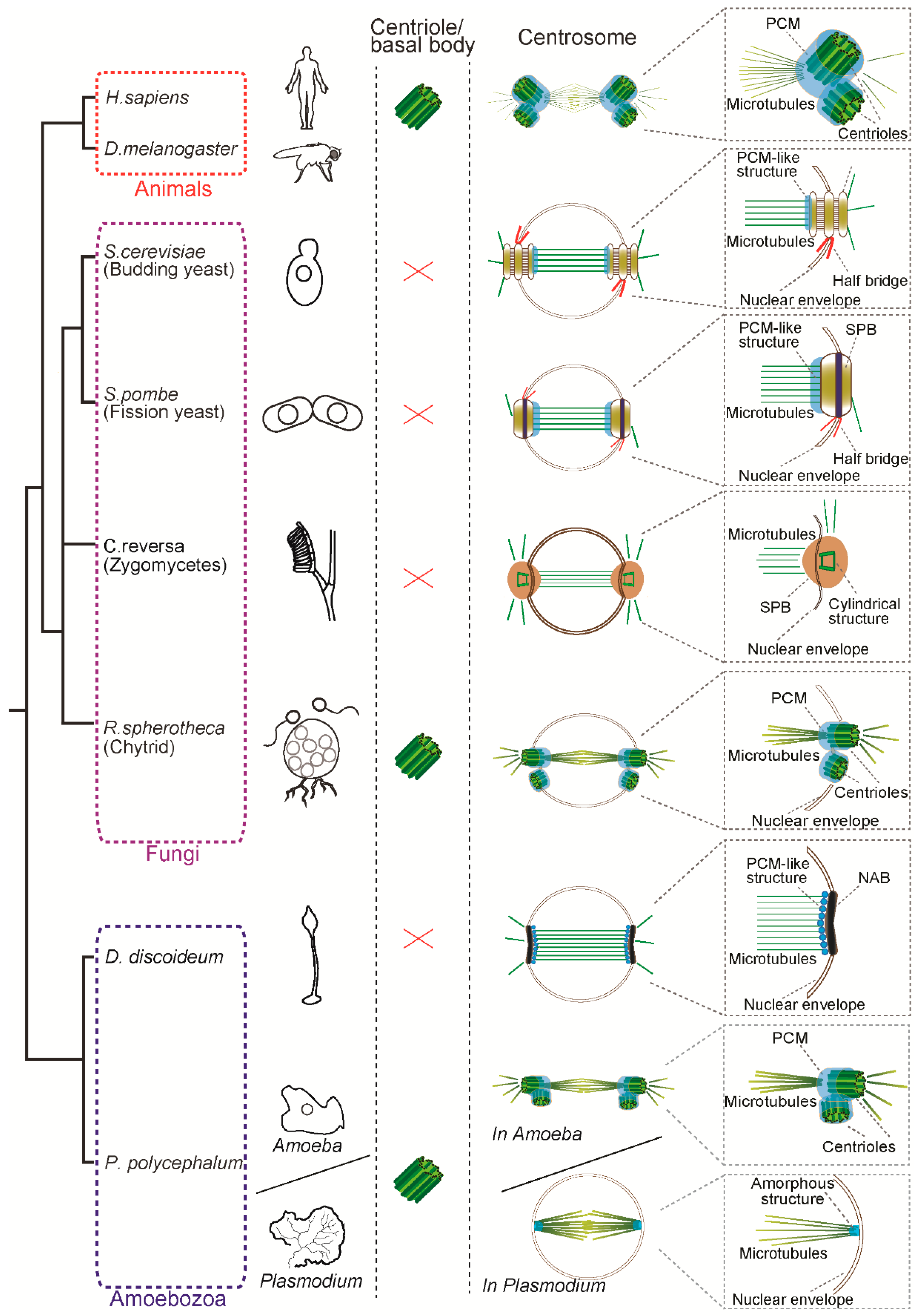 Centrosome Remodelling in Evolution Biology Diagrams