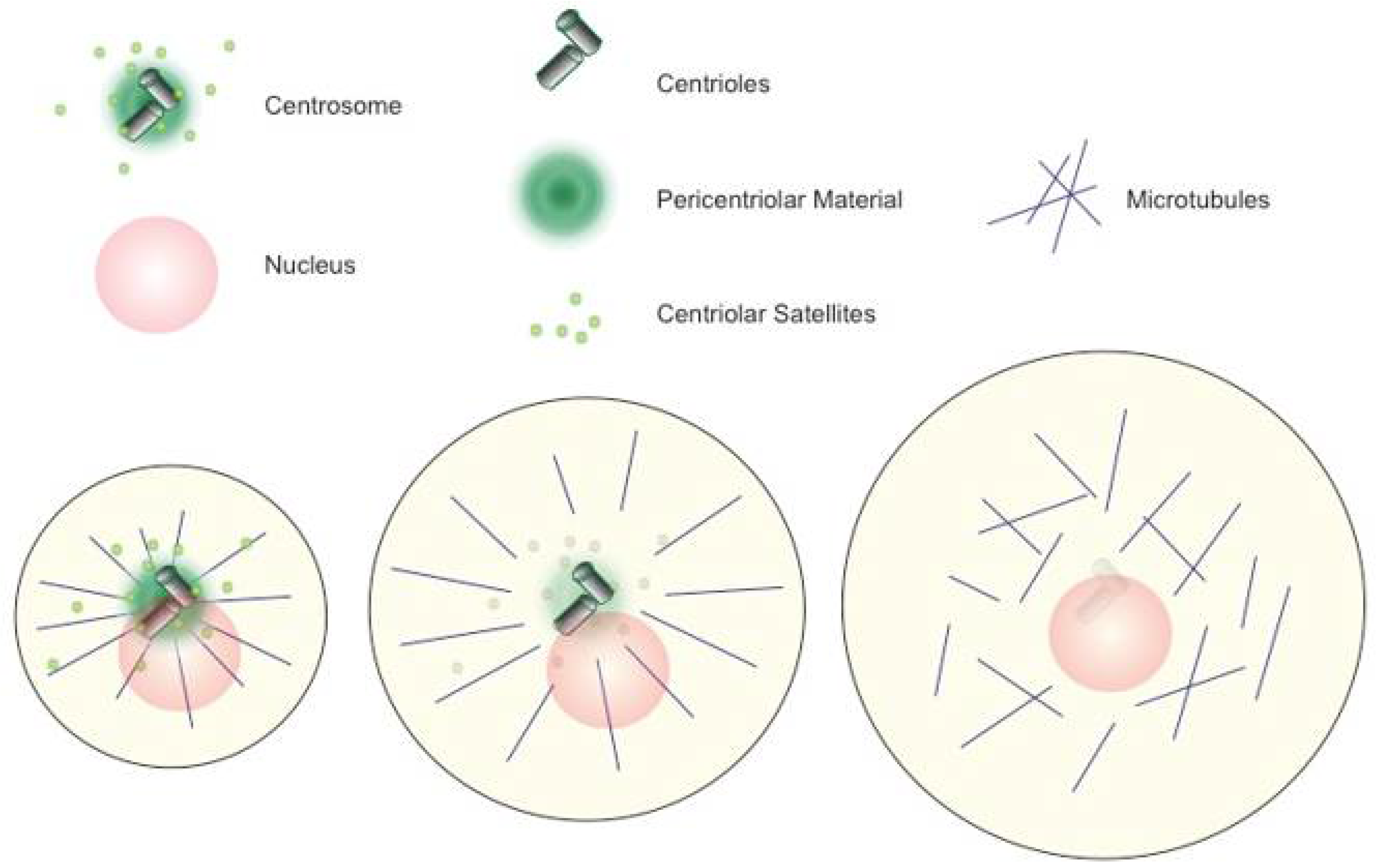 Cells | Free Full-Text | Animal Female Meiosis: The Challenges of  Eliminating Centrosomes