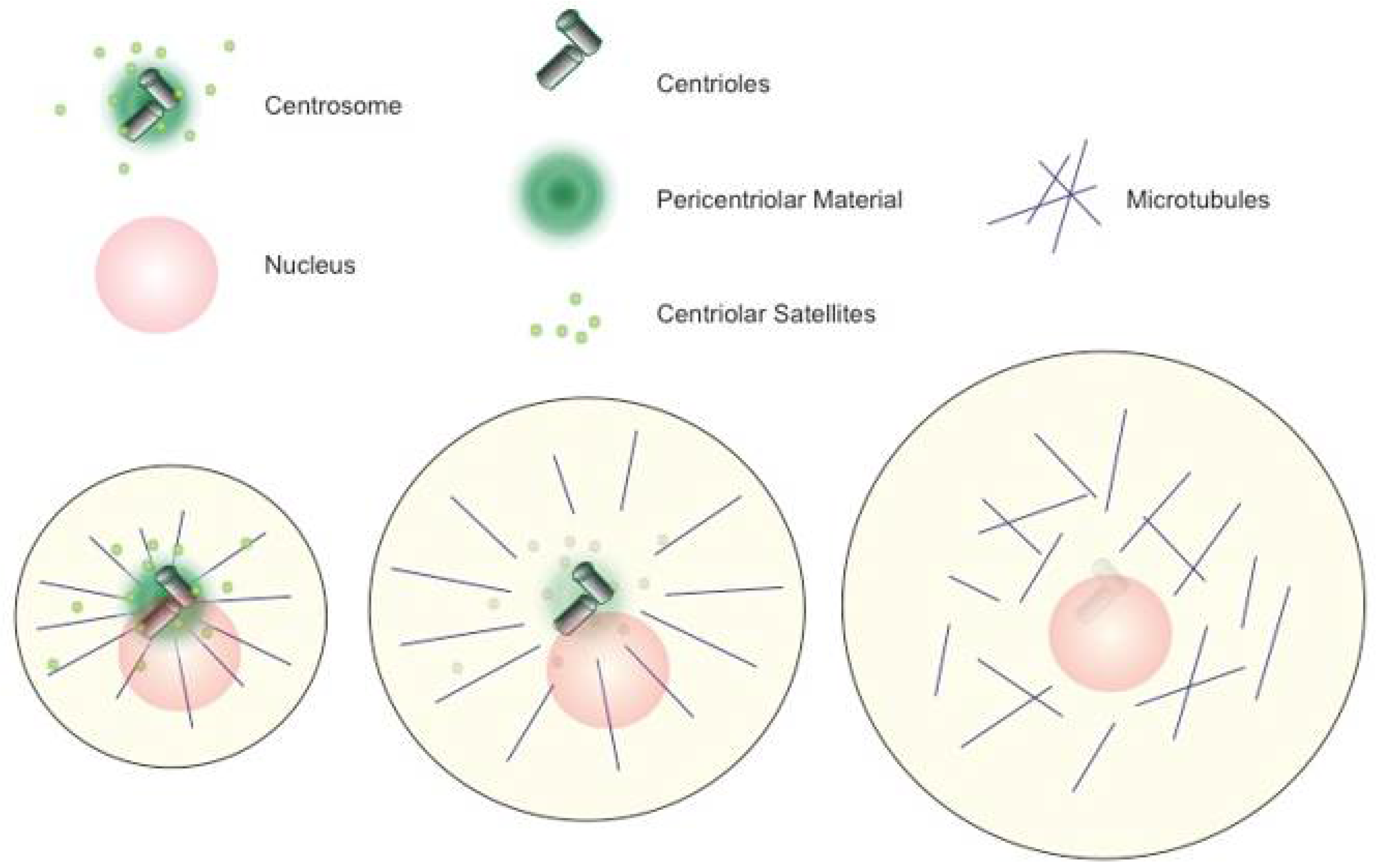 Cells | Free Full-Text | Animal Female Meiosis: The Challenges of Eliminating Centrosomes Cells | Free Full-Text | Animal Female Meiosis: The Challenges of Eliminating Centrosomes