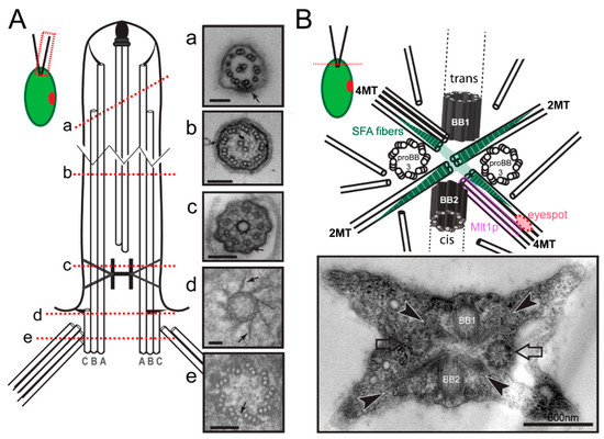 algal flagella structure