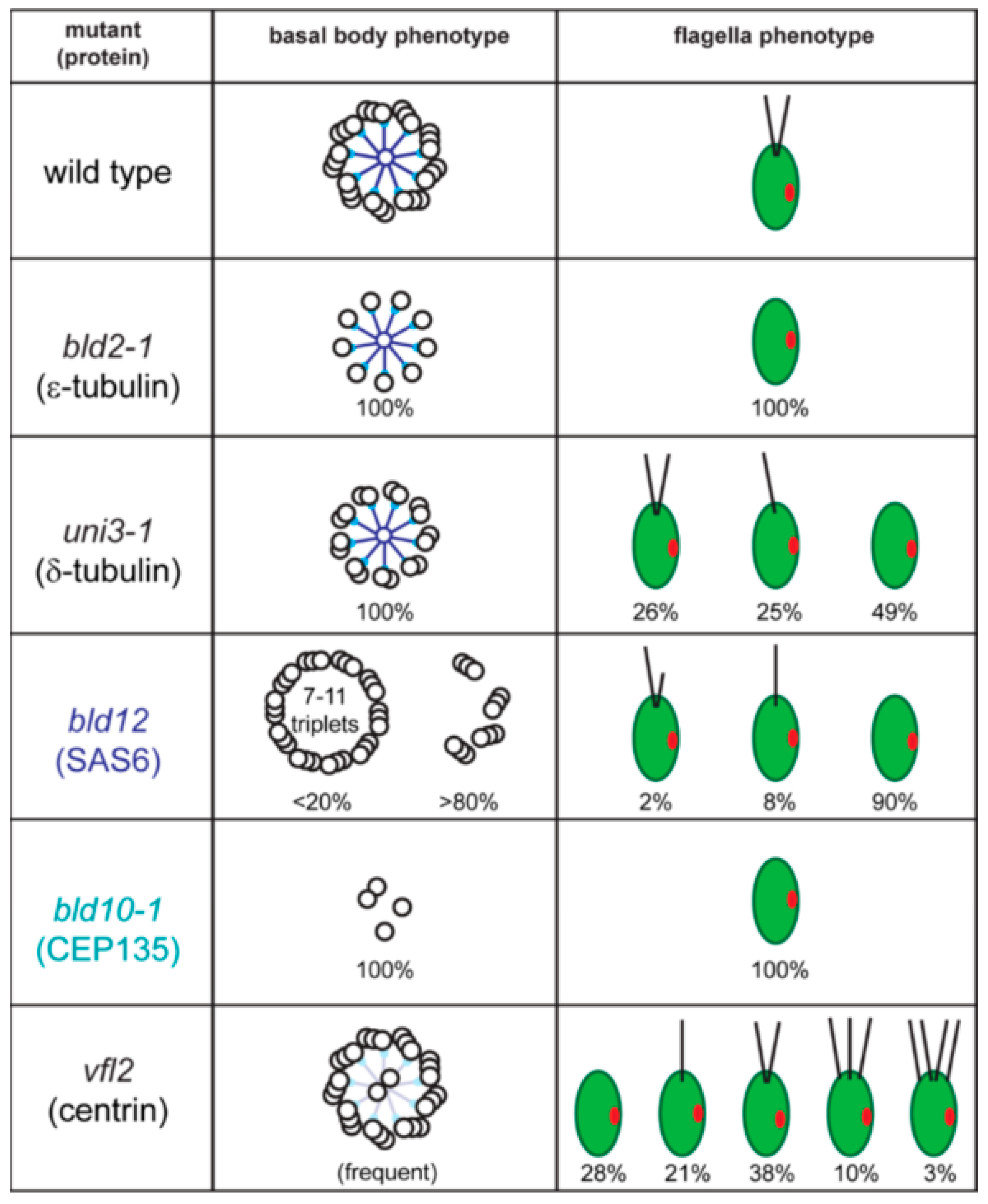 algal flagella structure