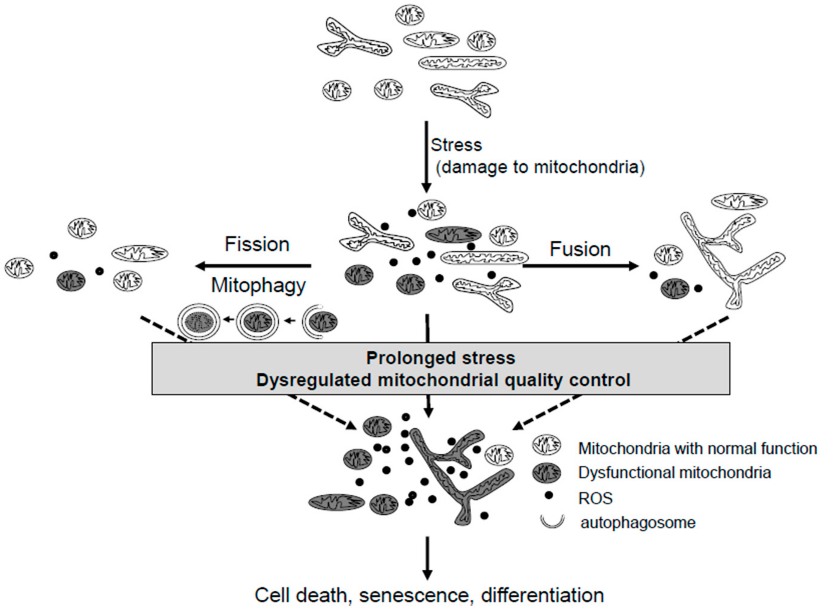 Cells 07 00086 g001
