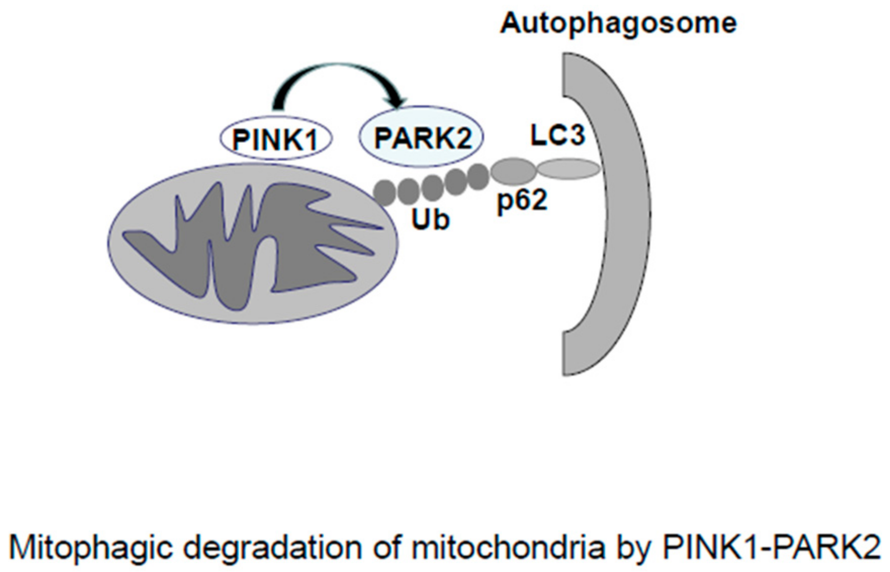 Cells 07 00086 g002